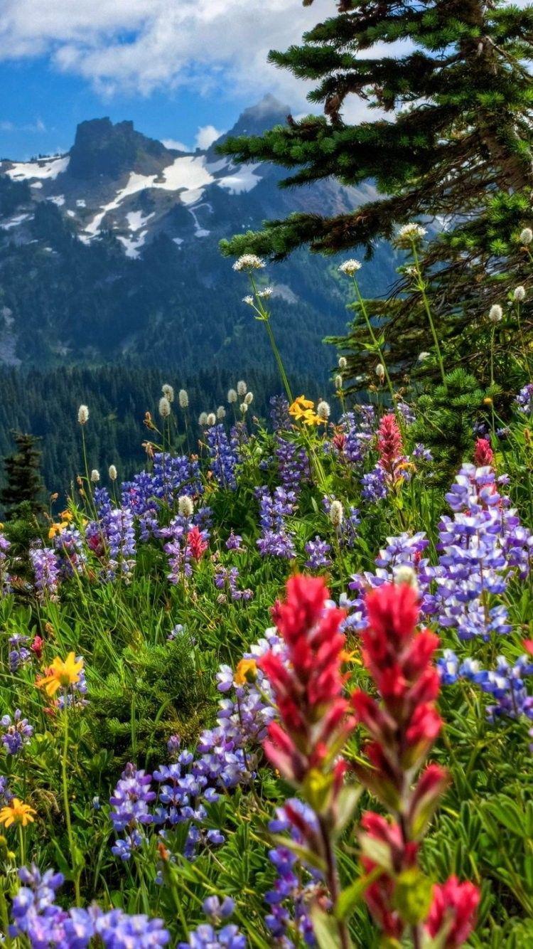750x1334 Wild Flowers In Meadow Wallpaper