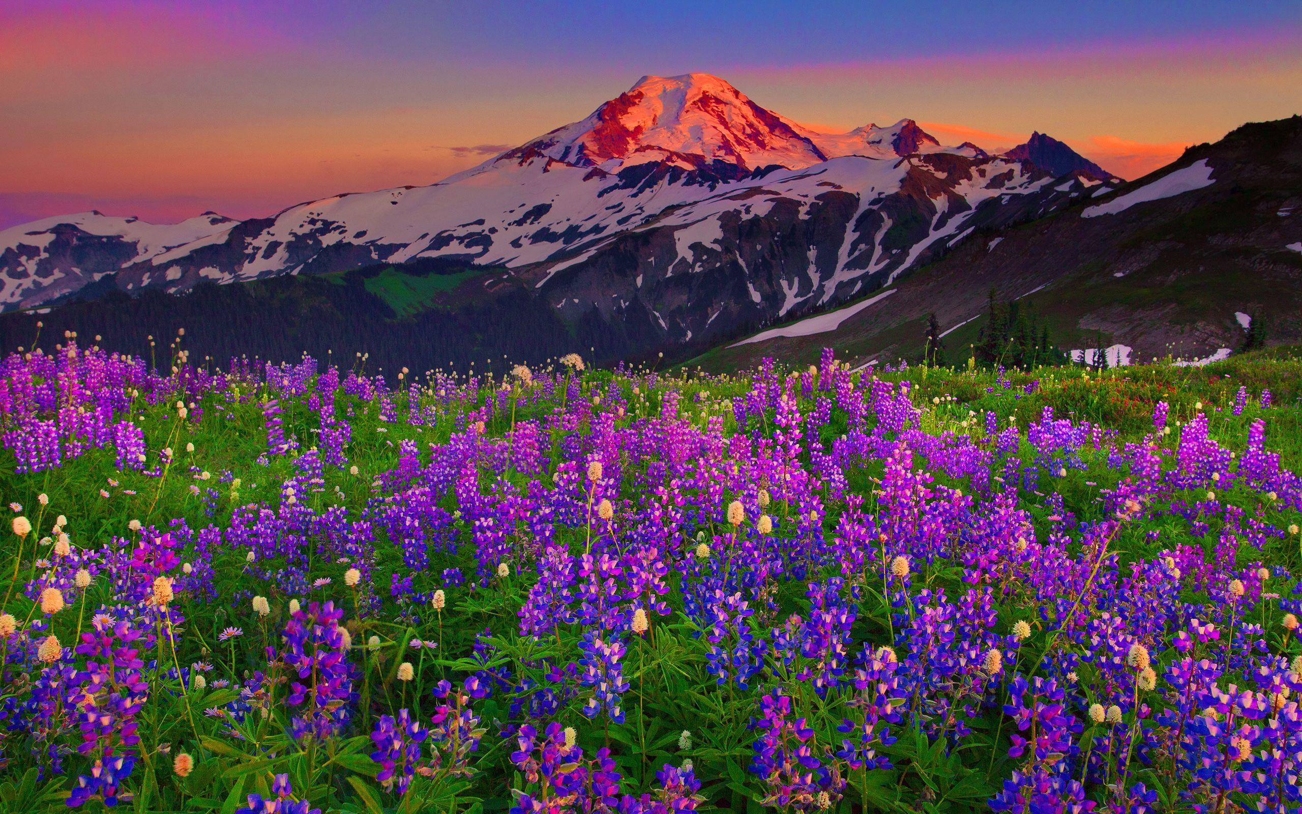 2560x1600 Wildflowers In The Mountains HD Wallpaper
