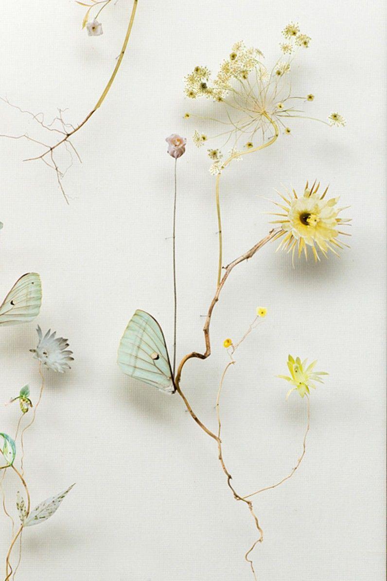 796x1194 The Planthunter. With Plants. Flower art, Floral art, Pressed flowers