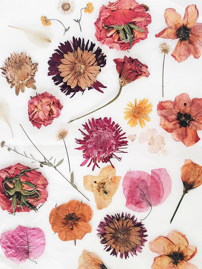 Pressed Flowers Wallpapers - Top Free Pressed Flowers Backgrounds - WallpaperAccess