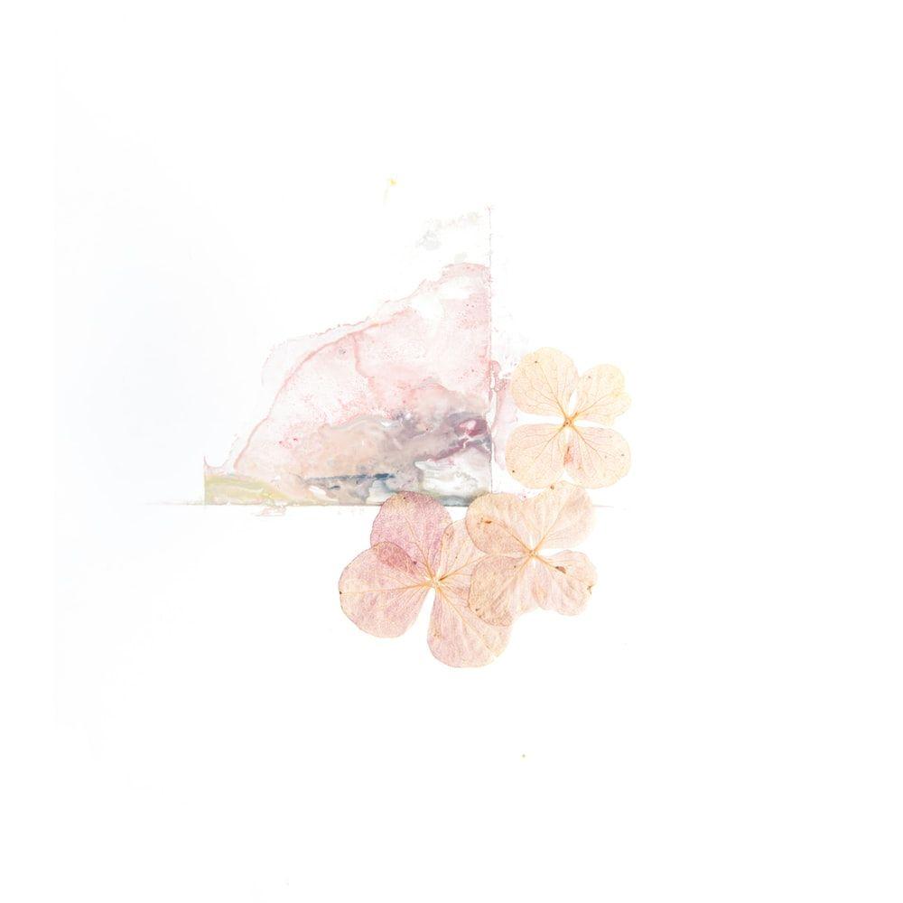 1000x1000 Pressed Flower Picture. Download Free Image