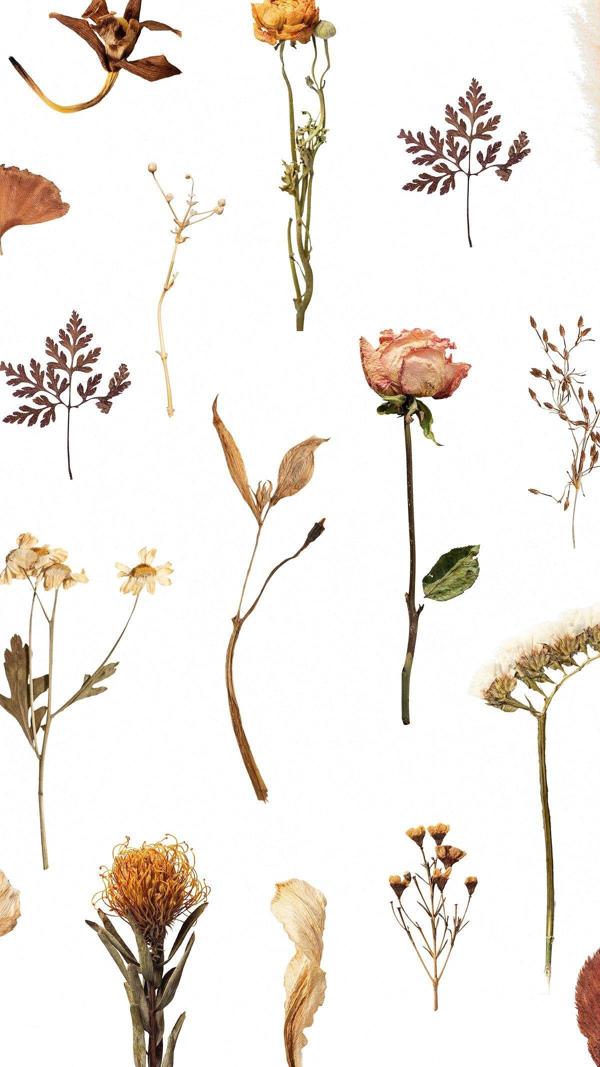 Pressed Flowers Wallpapers Top Free Pressed Flowers Backgrounds