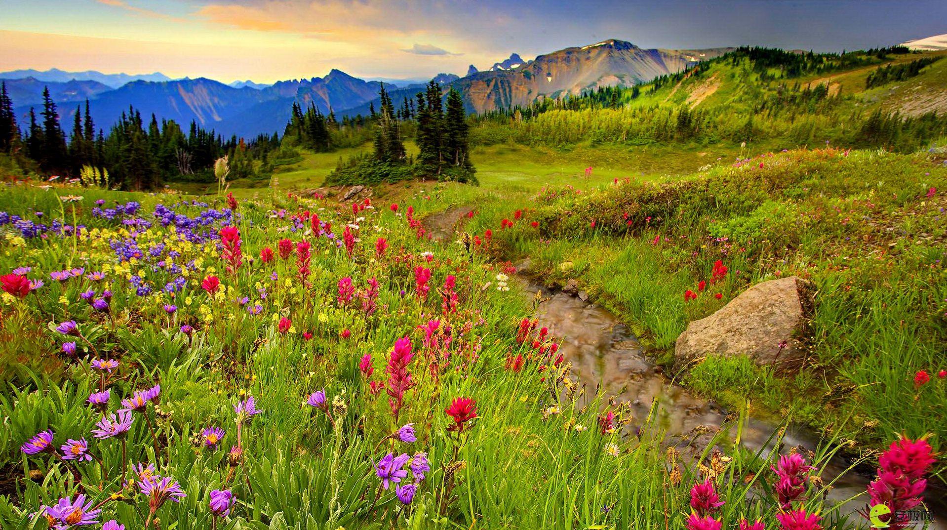 1918x1073 Flower Meadow And Mountains Wallpaper