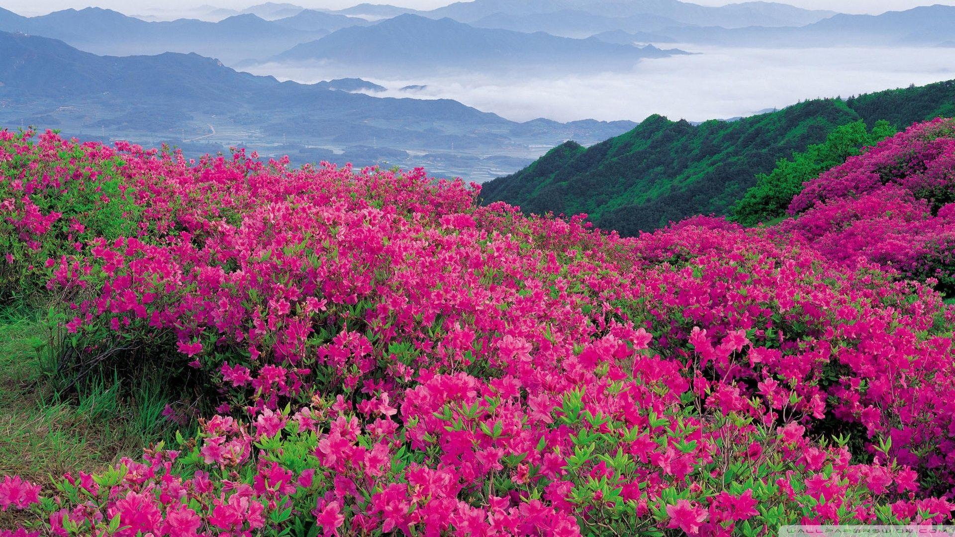 1920x1080 Free download Field Of Wild Flowers Wallpaper [1920x1080] for your Desktop, Mobile & Tablet. Explore Fields of Wildflowers Wallpaper. Summer Wildflowers Wallpaper