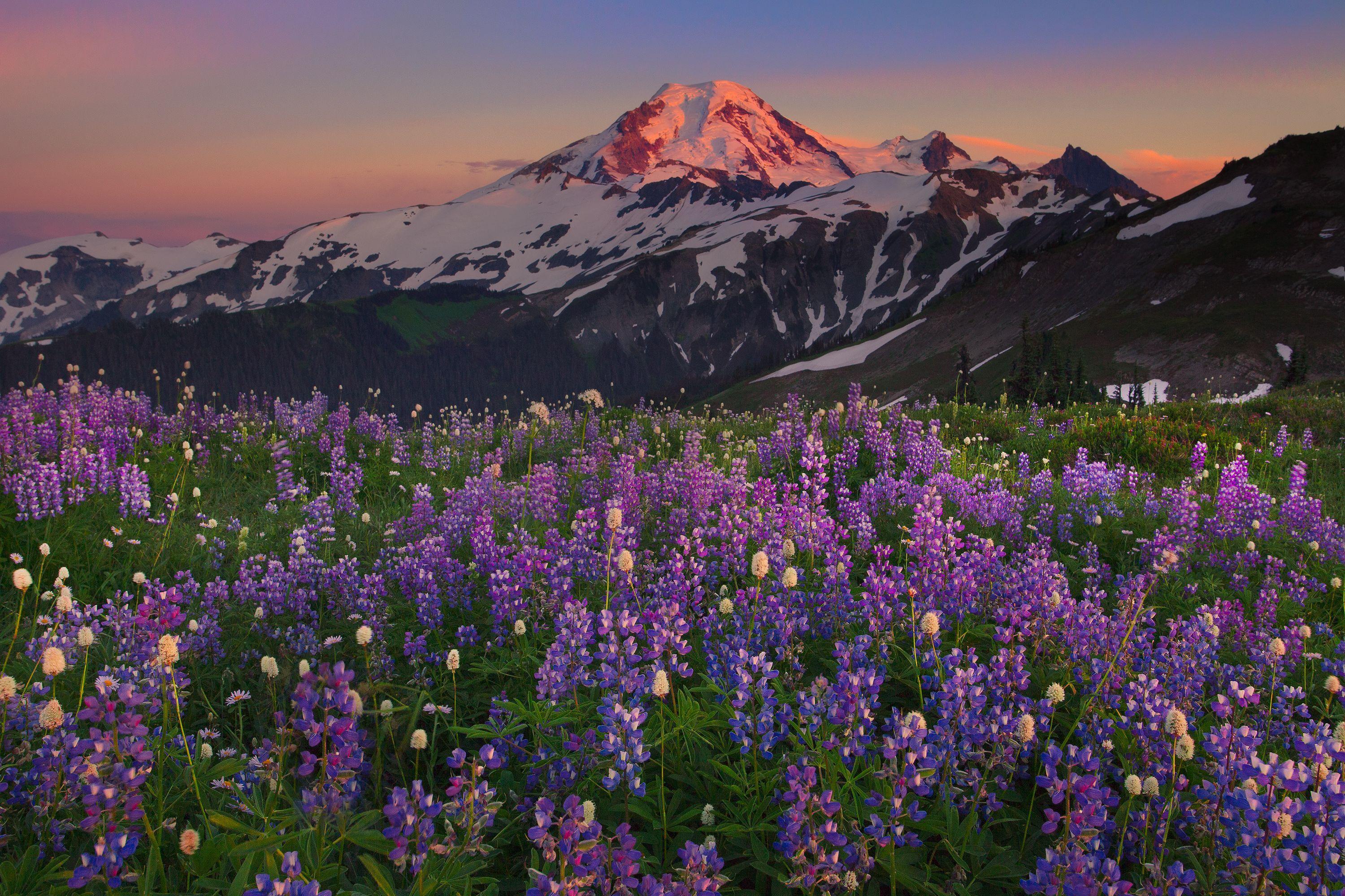 3000x2000 alpenglow Mount Baker. Landscape photography, Landscape, Wild flowers