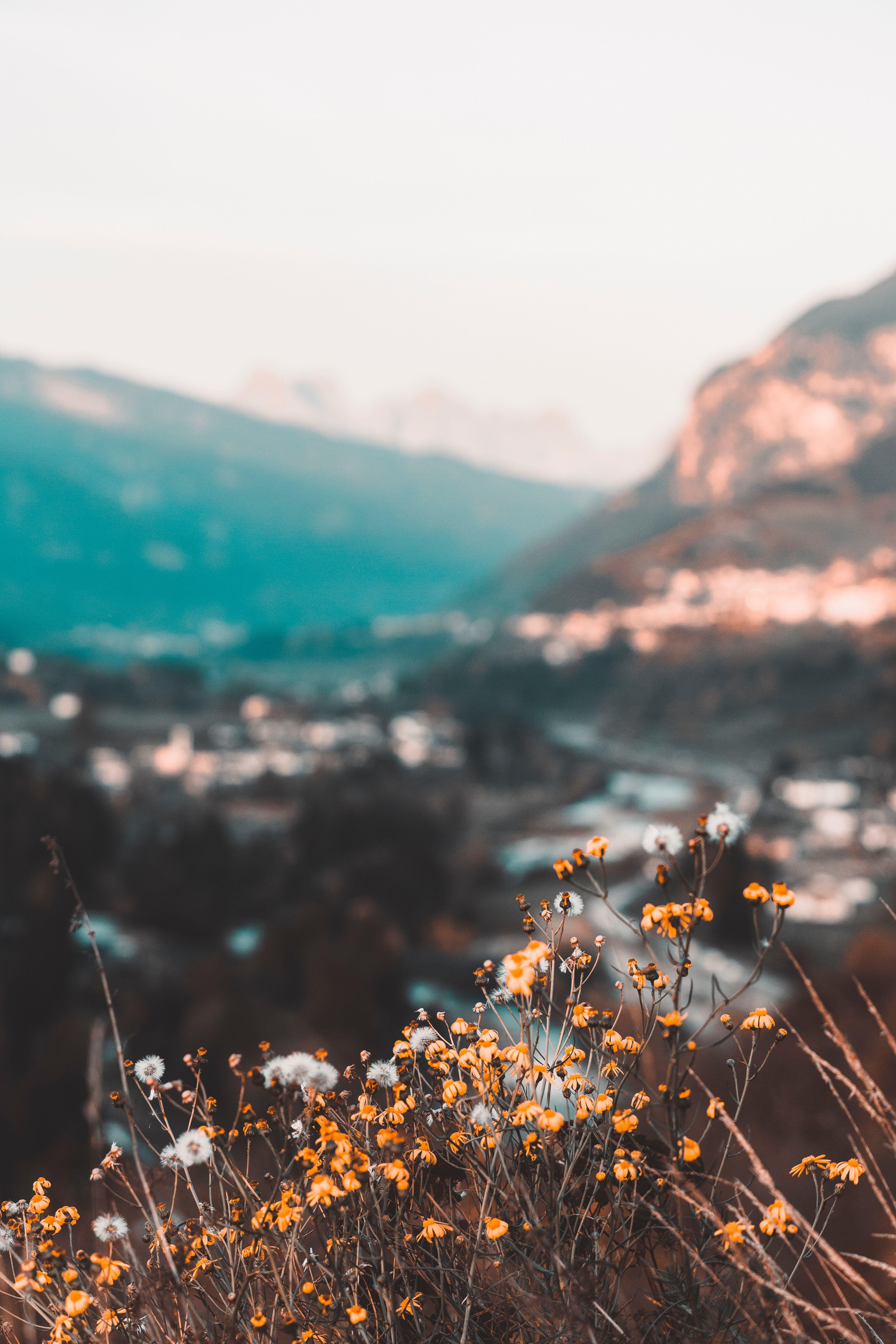 3840x5760 Download wallpaper 3840x5760 flowers, yellow, wild, nature, mountains HD background