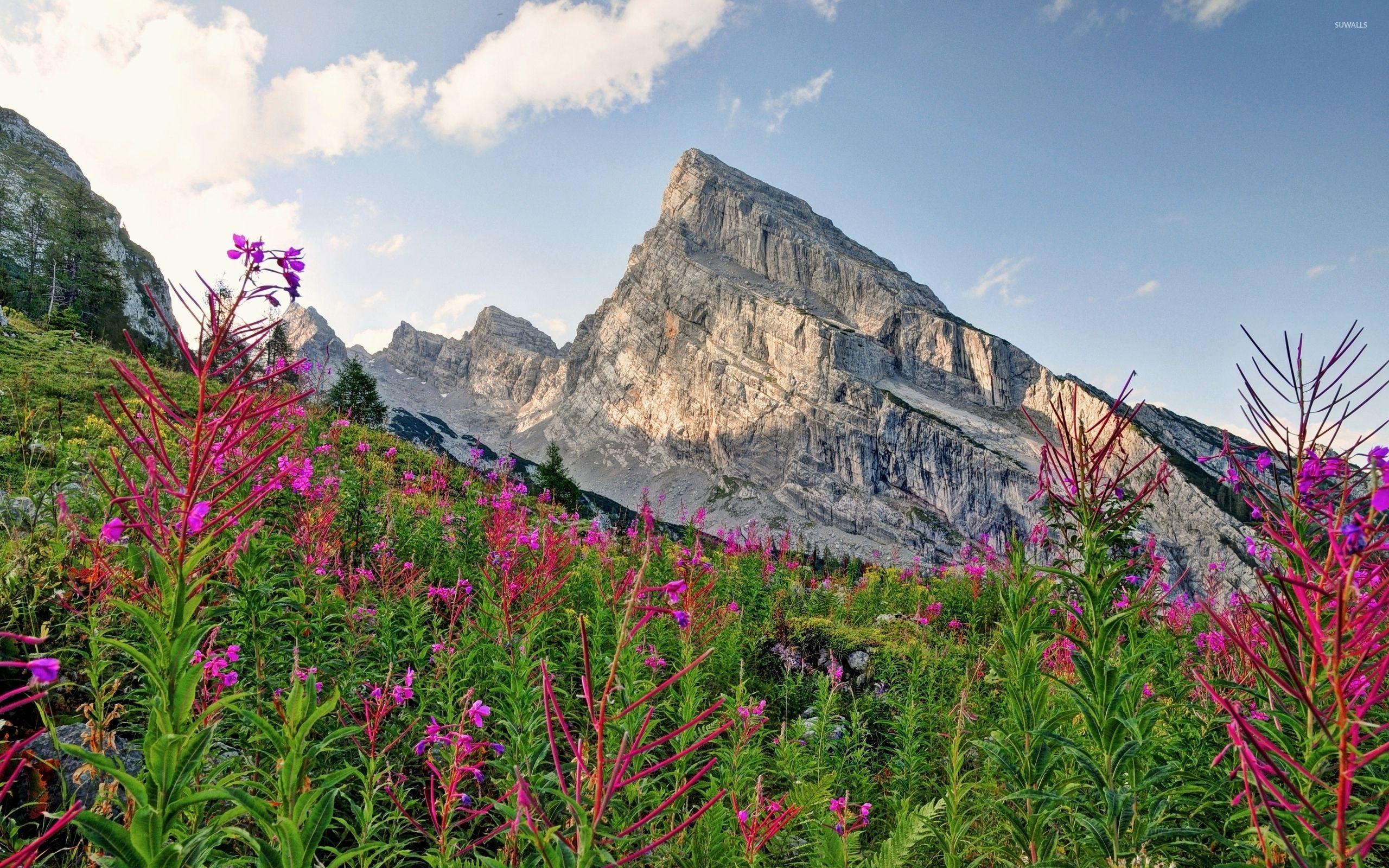 2560x1600 Pink wild flowers rising from the green mountains wallpaper wallpaper