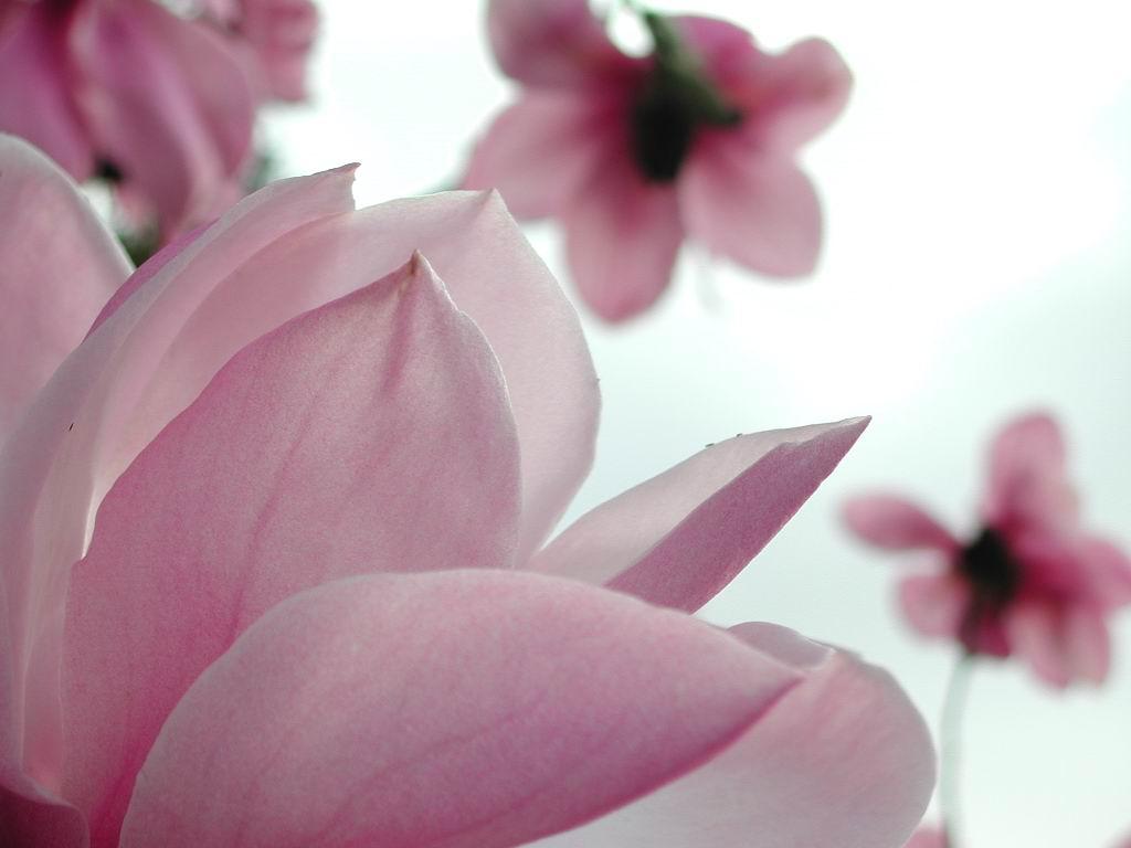 1024x768 Pressed Flower Delights: Flower Wallpaper HD