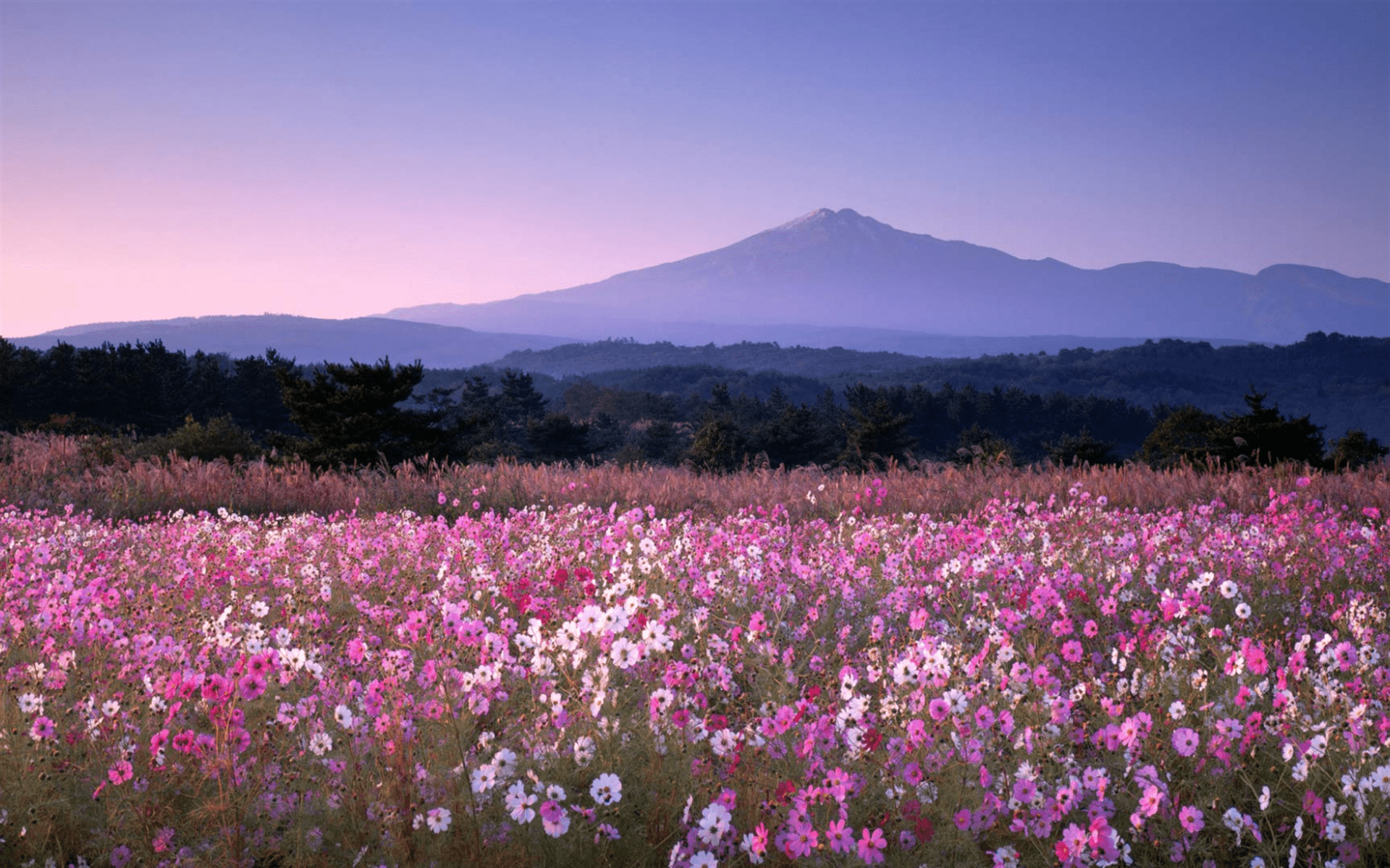 Pink mountains. Космея поле Южная Корея. Южная Корея поле космея горы. Равнина Канто в Японии. Космея в Японии.