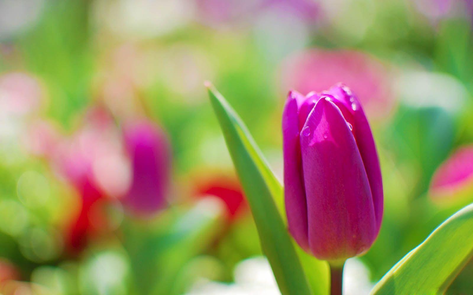 1600x1000 Pressed Flower Delights: Tulip Flowers Wallpaper