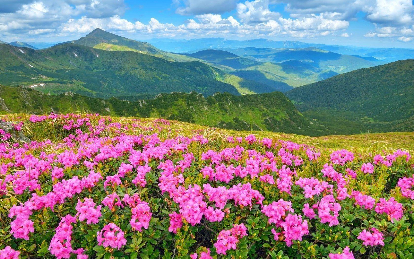 1680x1050 Wild Flowers Pink Rhododendron Flowers In Mountains Of Soris Summit In Colorado Photo Landscape Summer HD Wallpaper For Desktop :