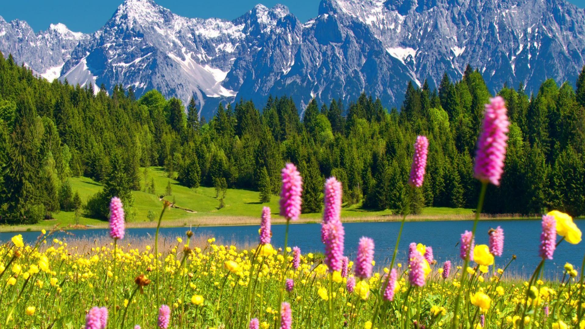 1920x1080 mountain flowers wallpaper. Pink spring flowers, Cool landscapes, Some beautiful picture