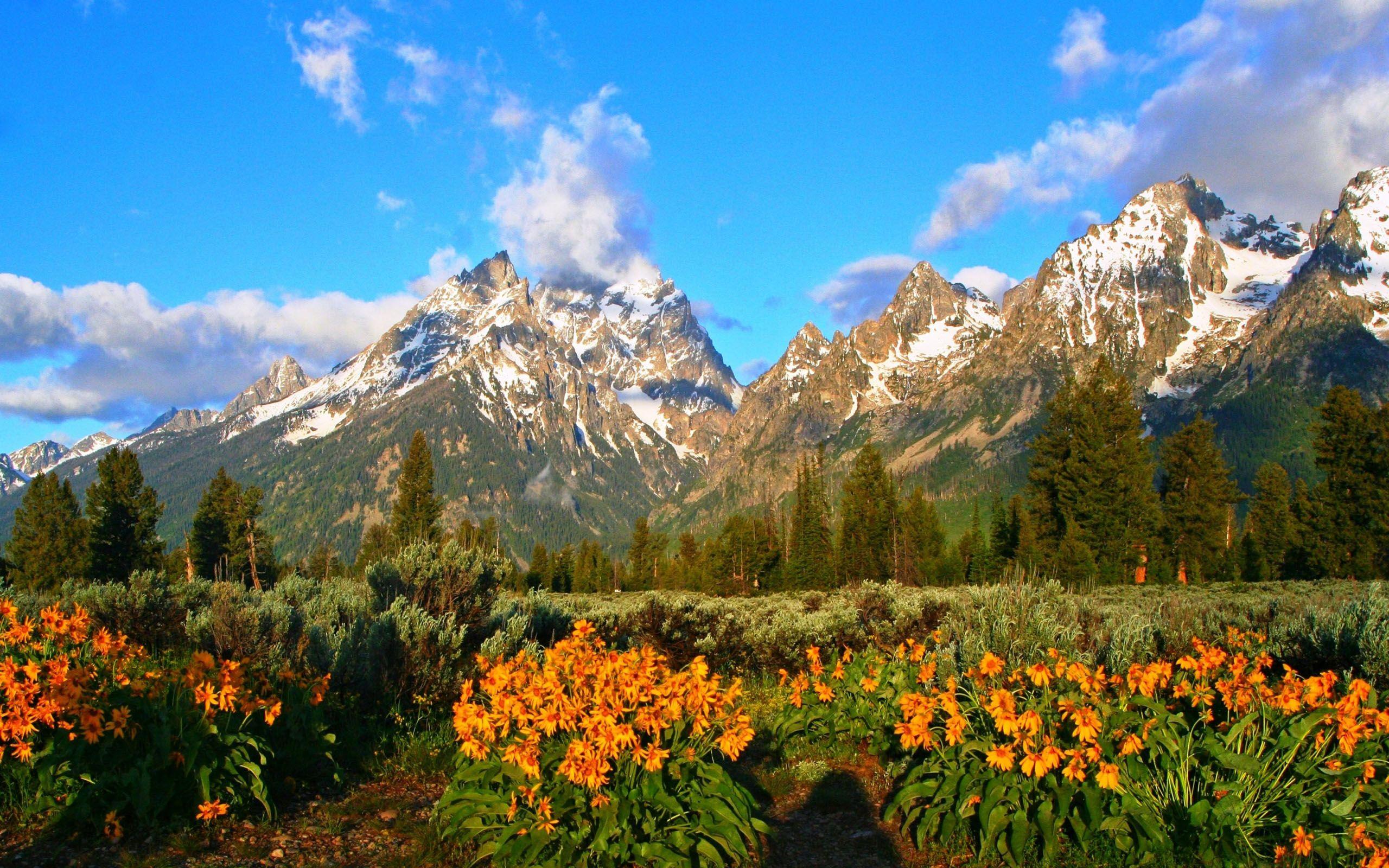 2560x1600 Wild Flowers Snowy Mountain Peaks Grand Teton National Park forest trees ultra HD wallpaper 2560x1600 :