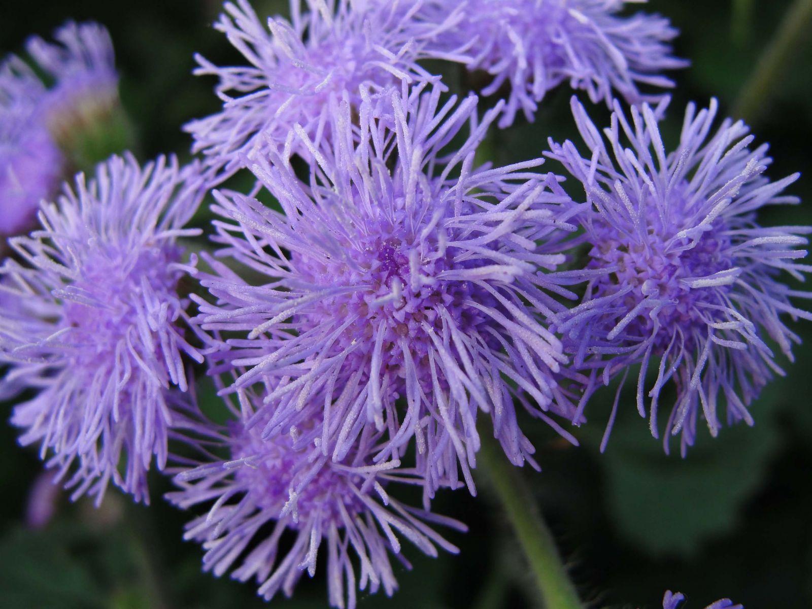 1600x1200 Beautiful Wild Mountain Flower. HD Flowers Wallpaper for Mobile and Desktop