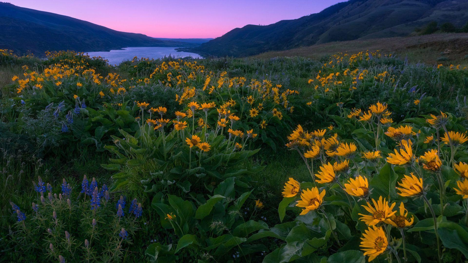 1920x1080 Columbia River And North America Sunset Spring Yellow And Blue Wild Flowers Mountains Landscape Wallpaper For Deskx1600 :