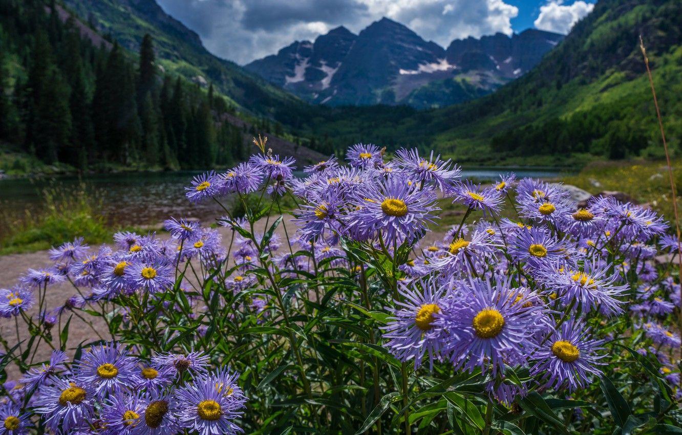 1332x850 Wallpaper forest, flowers, mountains, nature, wild, field, lilac, asters image for desktop, section цветы