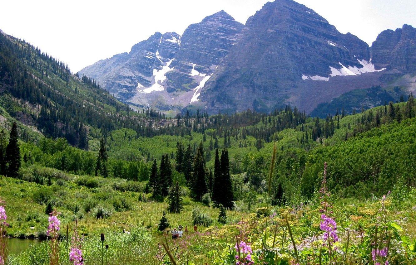1332x850 Wallpaper forest, flowers, mountains, Colorado, Colorado, Maroon Bells with wild flowers image for desktop, section природа