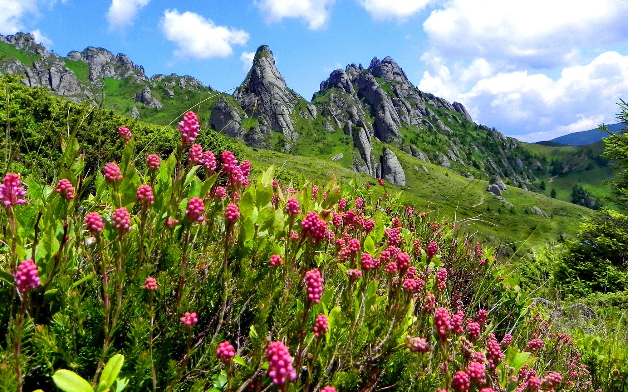 2560x1600 Free download Mountain Wildflowers Wallpaper The [2560x1600] for your Desktop, Mobile & Tablet. Explore Wild Flowers Wallpaper. Bluebonnet Wallpaper Wildflowers, Texas Wildflower Wallpaper, Summer Wildflowers Wallpaper