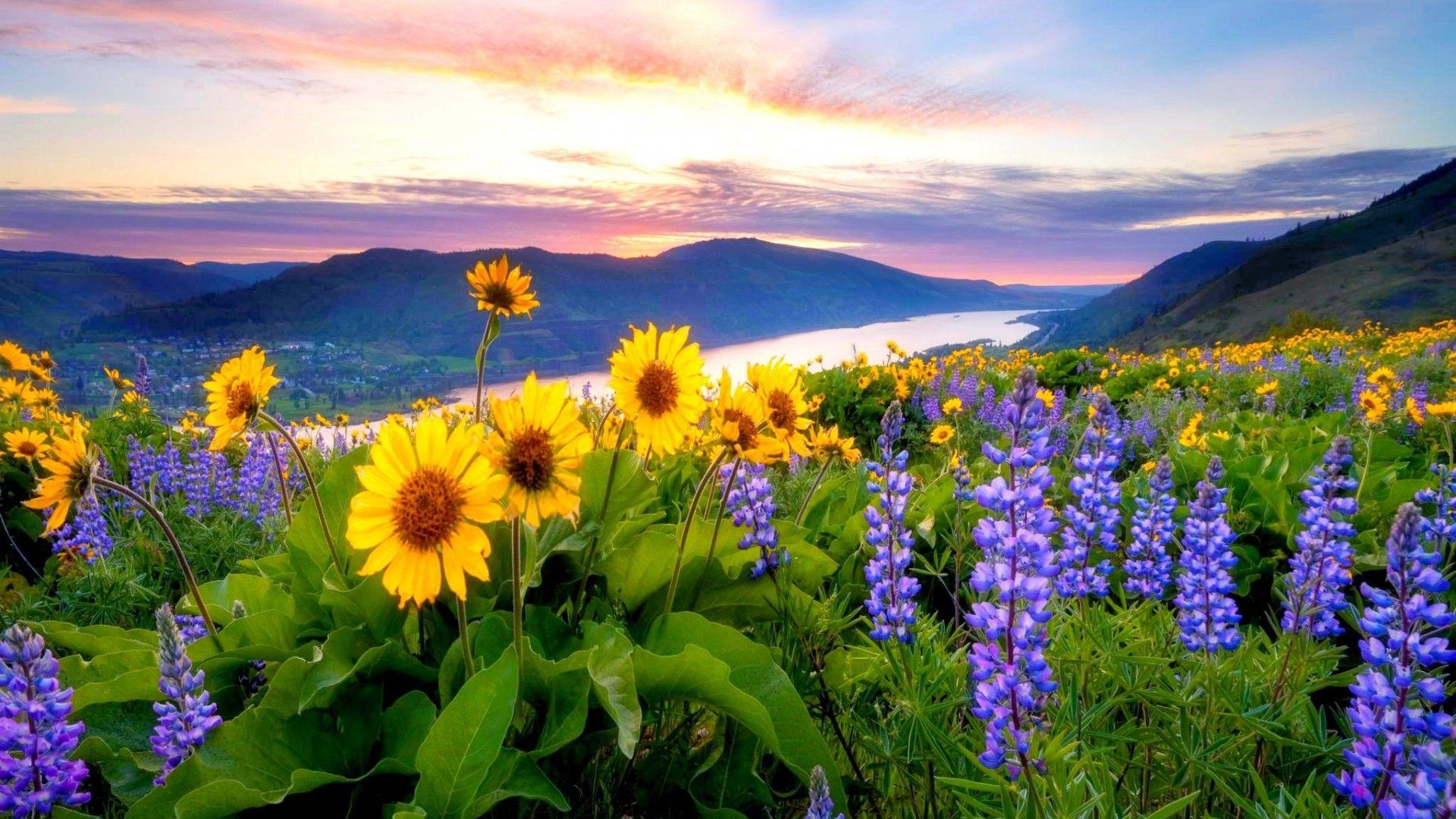 1920x1080 Wild Flower Wallpaper