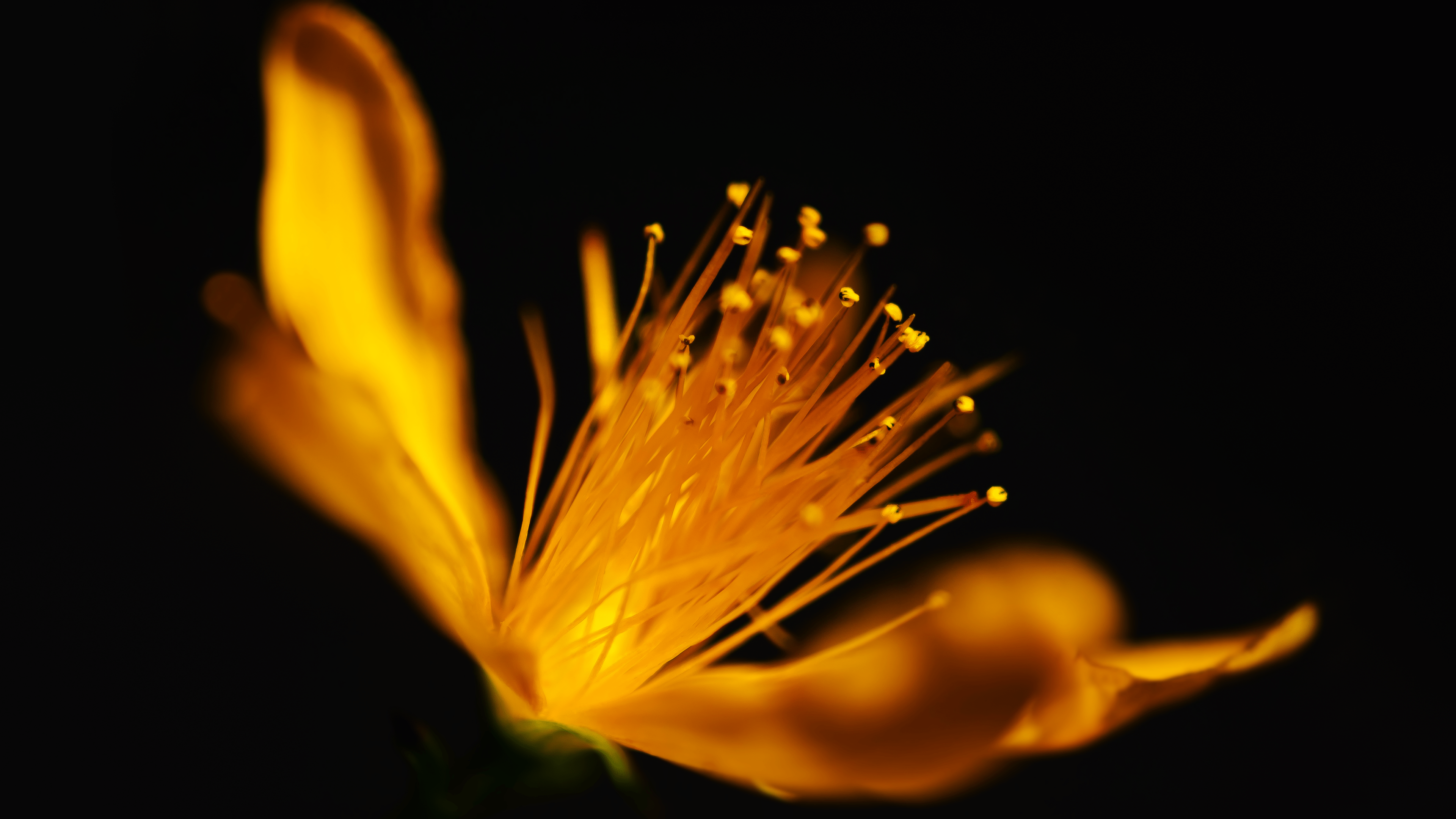 3840x2160 Wallpaper Golden Flower