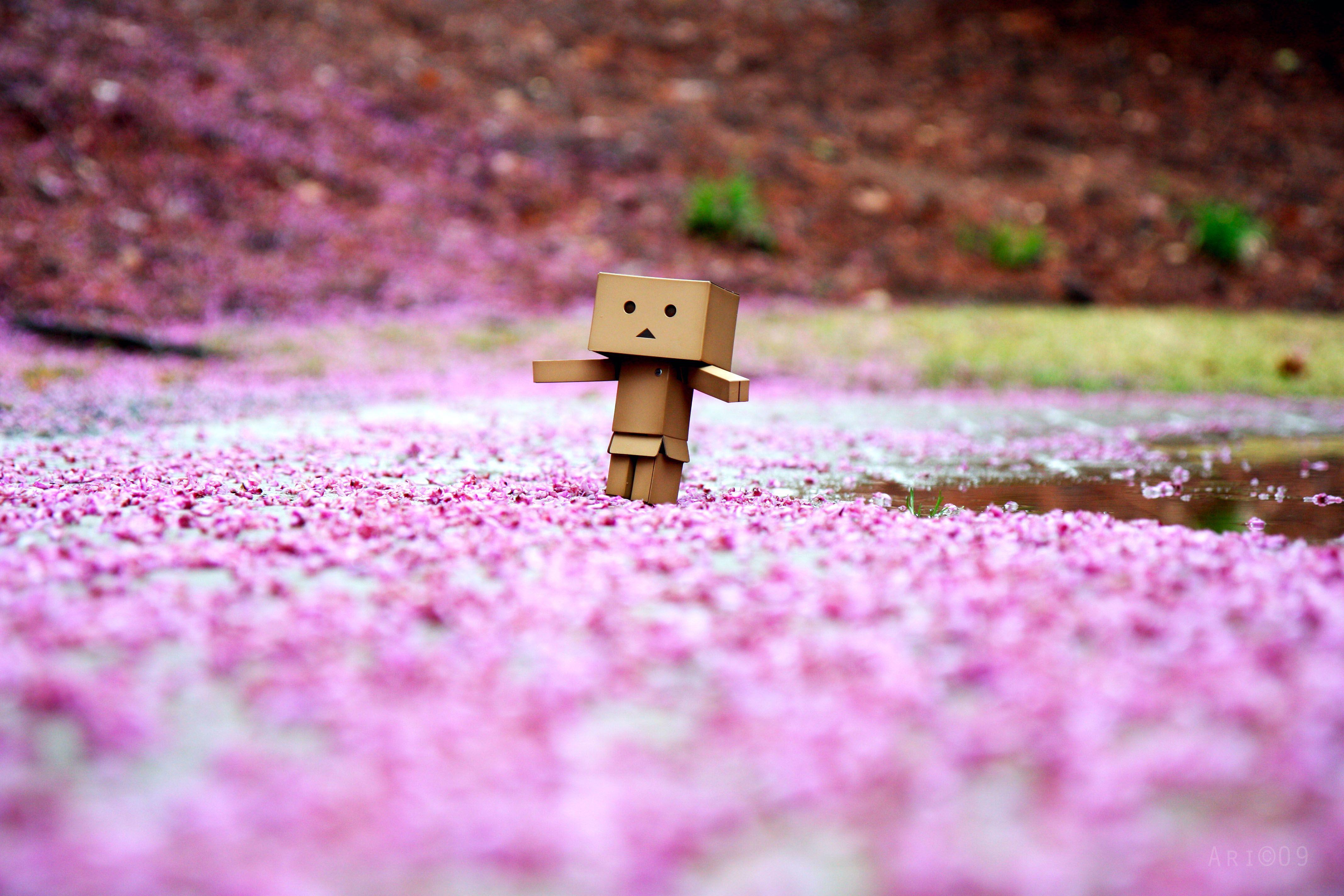 4272x2848 Cute Danbo Box Man Sakura Picture Wallpaper Wallpaper Danbo
