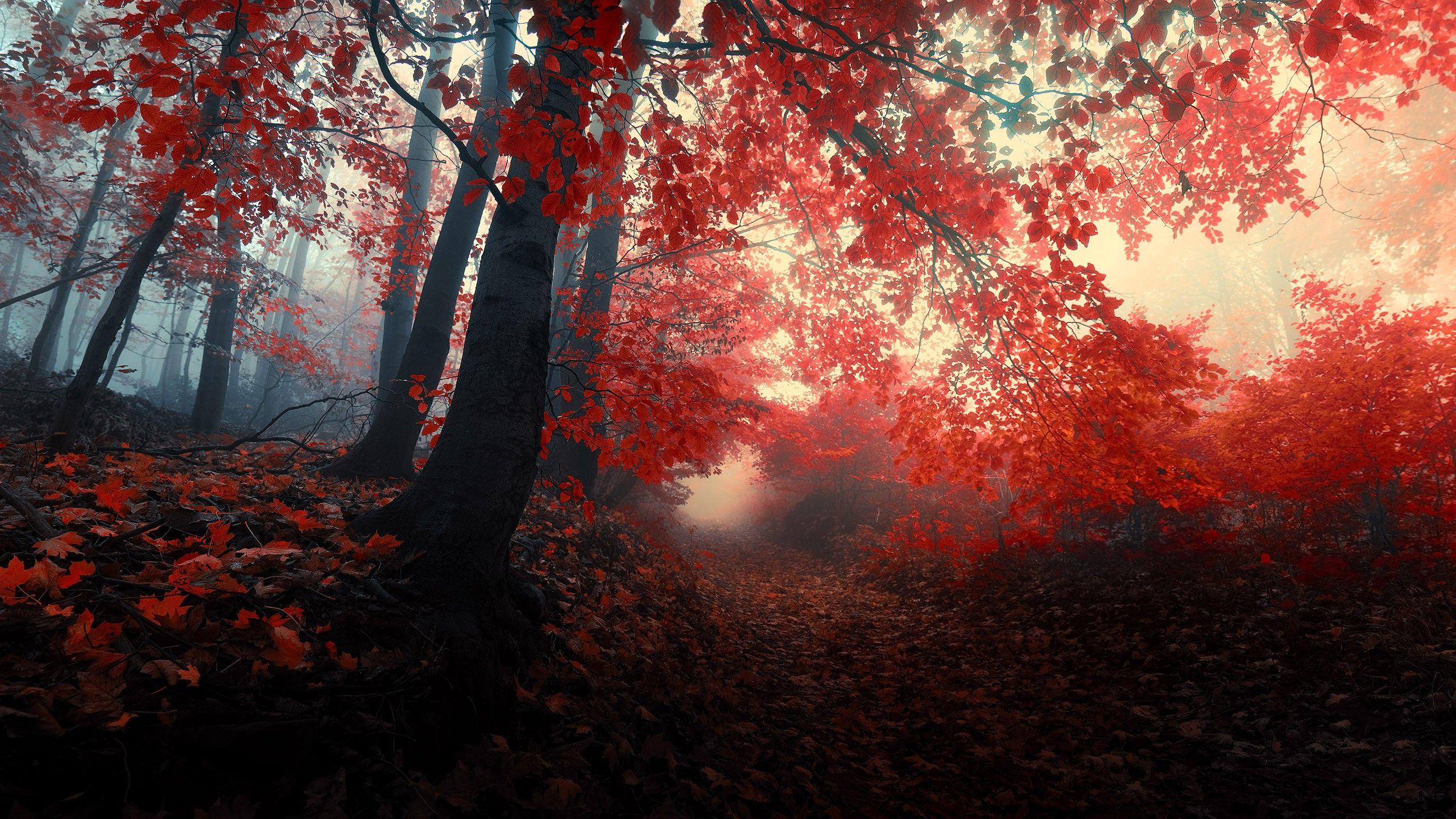 2560x1440 forest, path, mist, red leaf, nautre wallpaper