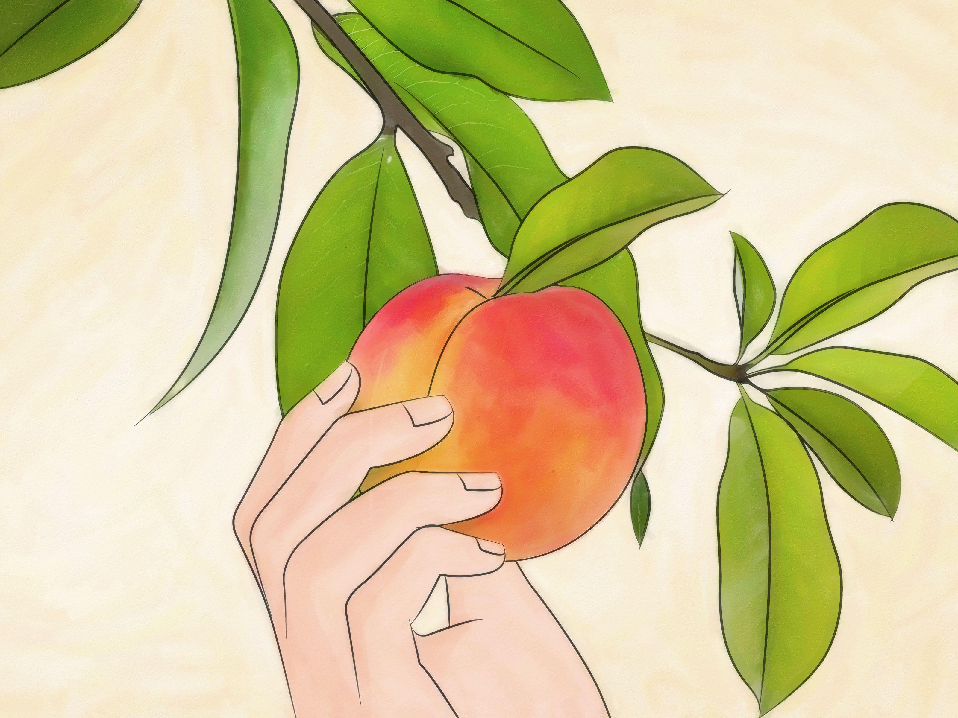 3200x2400 How To Plant A Peach Tree Tree Wallpaper & Background Download