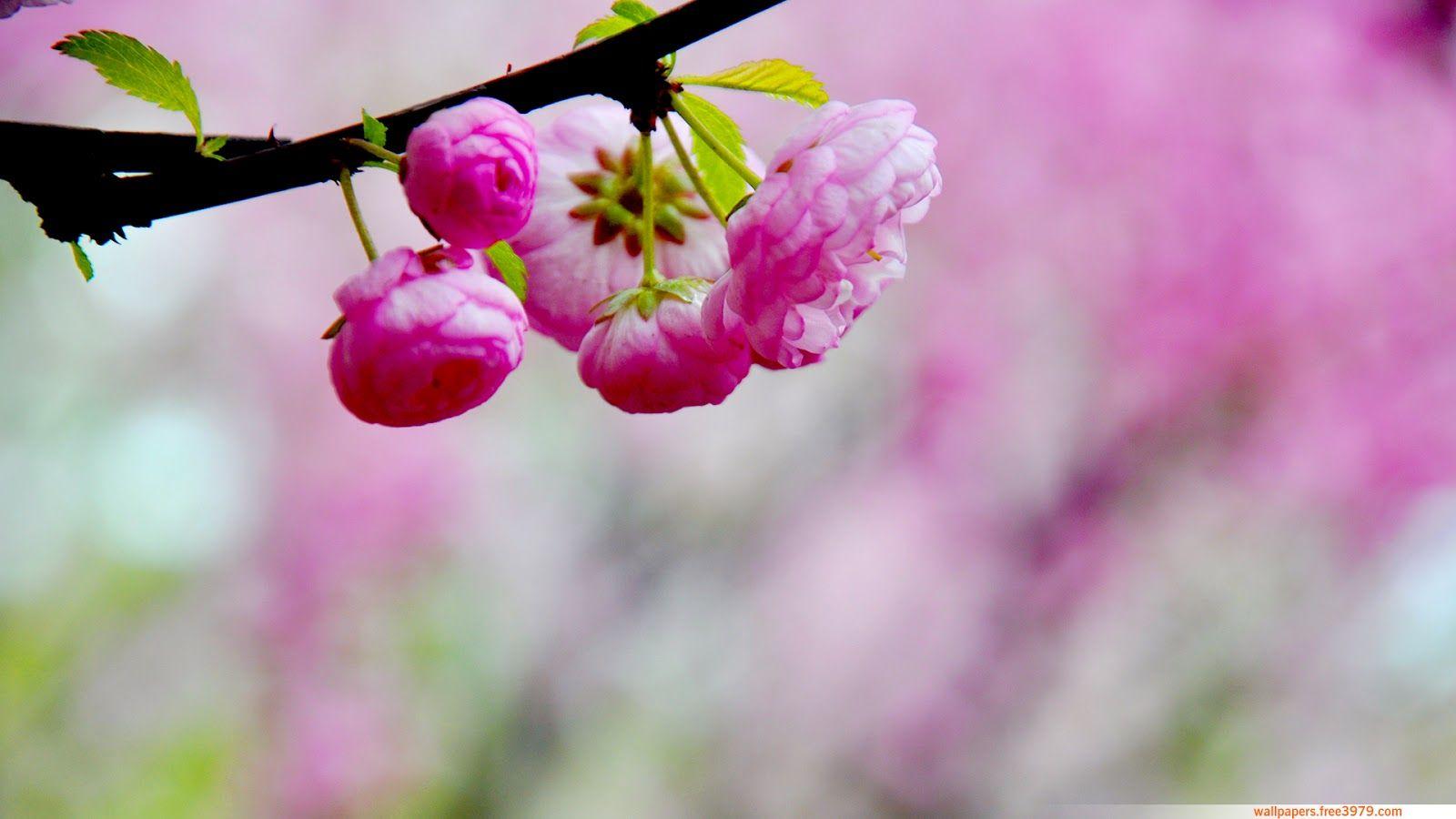 1600x900 Peach Blossom Wallpaper