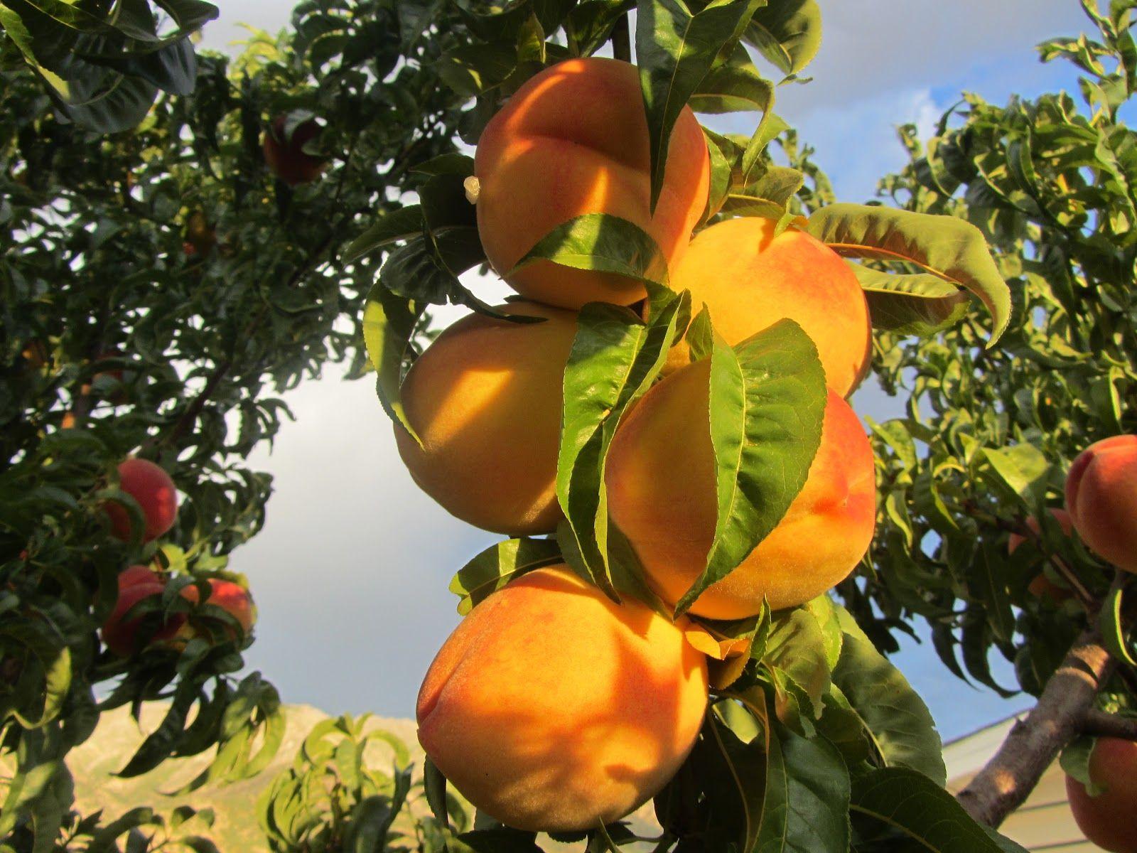 1600x1200 Beautiful Fruit Trees Wallpaper
