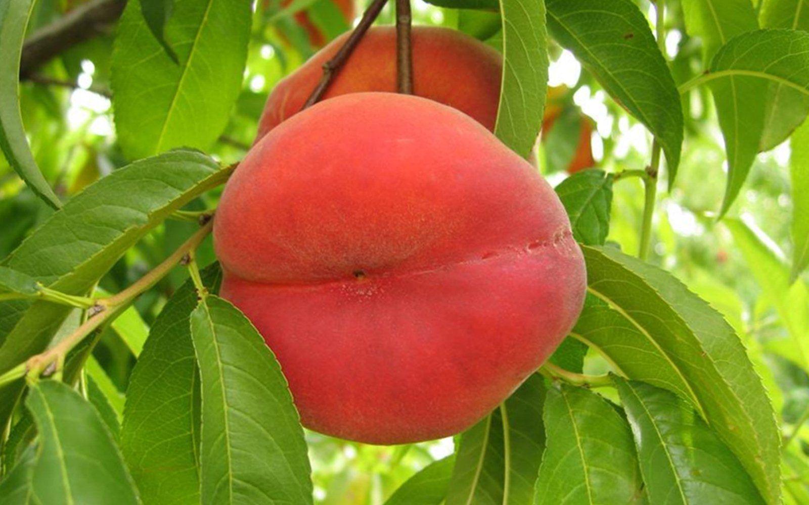 1600x1000 Peach Tree HD Wallpaper