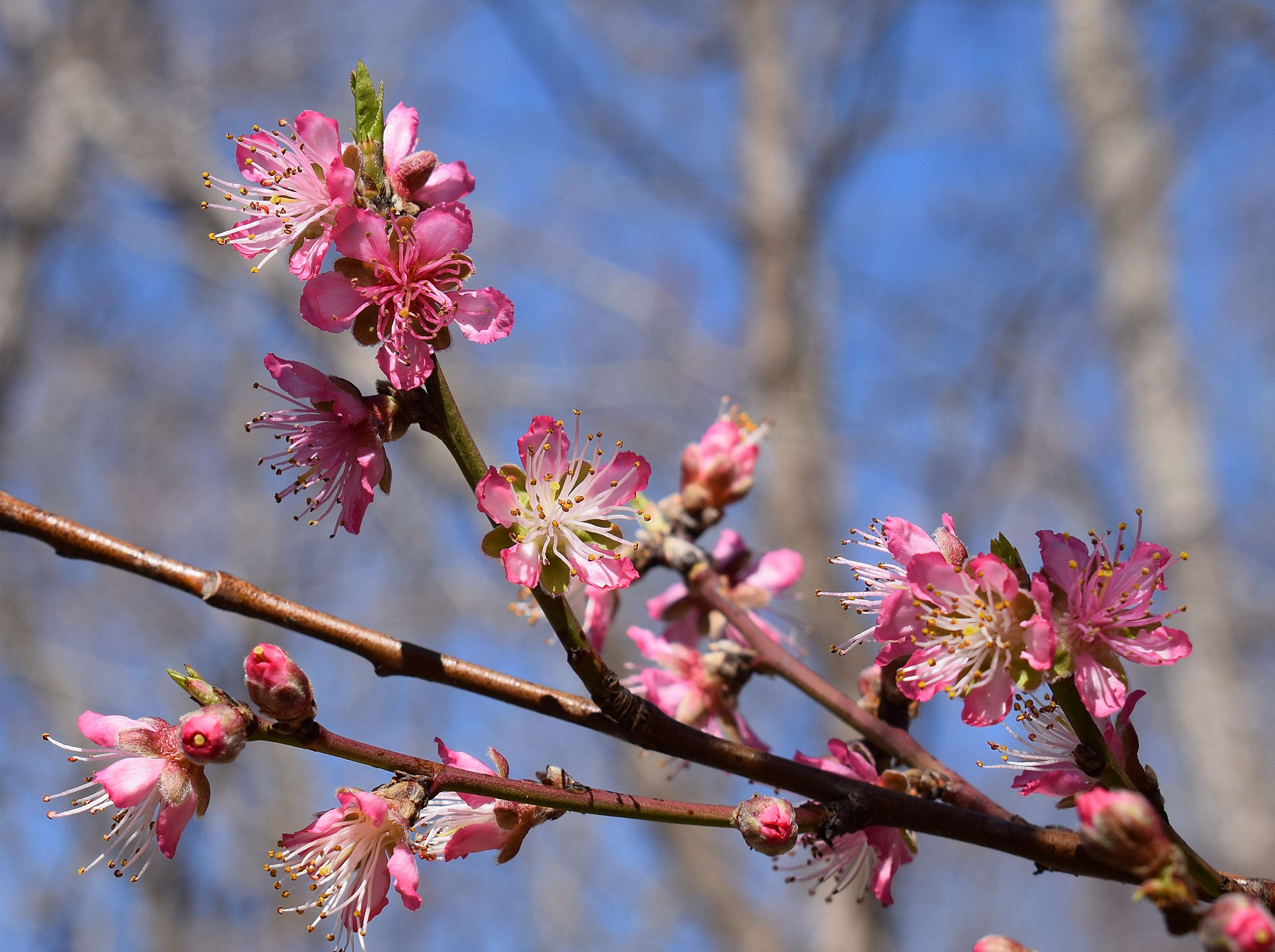 3212x2398 peach tree HD wallpaper, Background