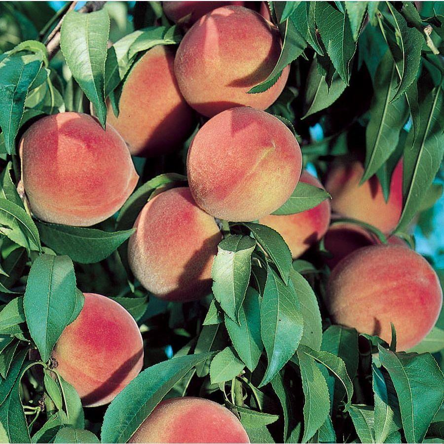 900x900 Dwarf Fruit Trees. Peach aesthetic, Peach, Aesthetic picture