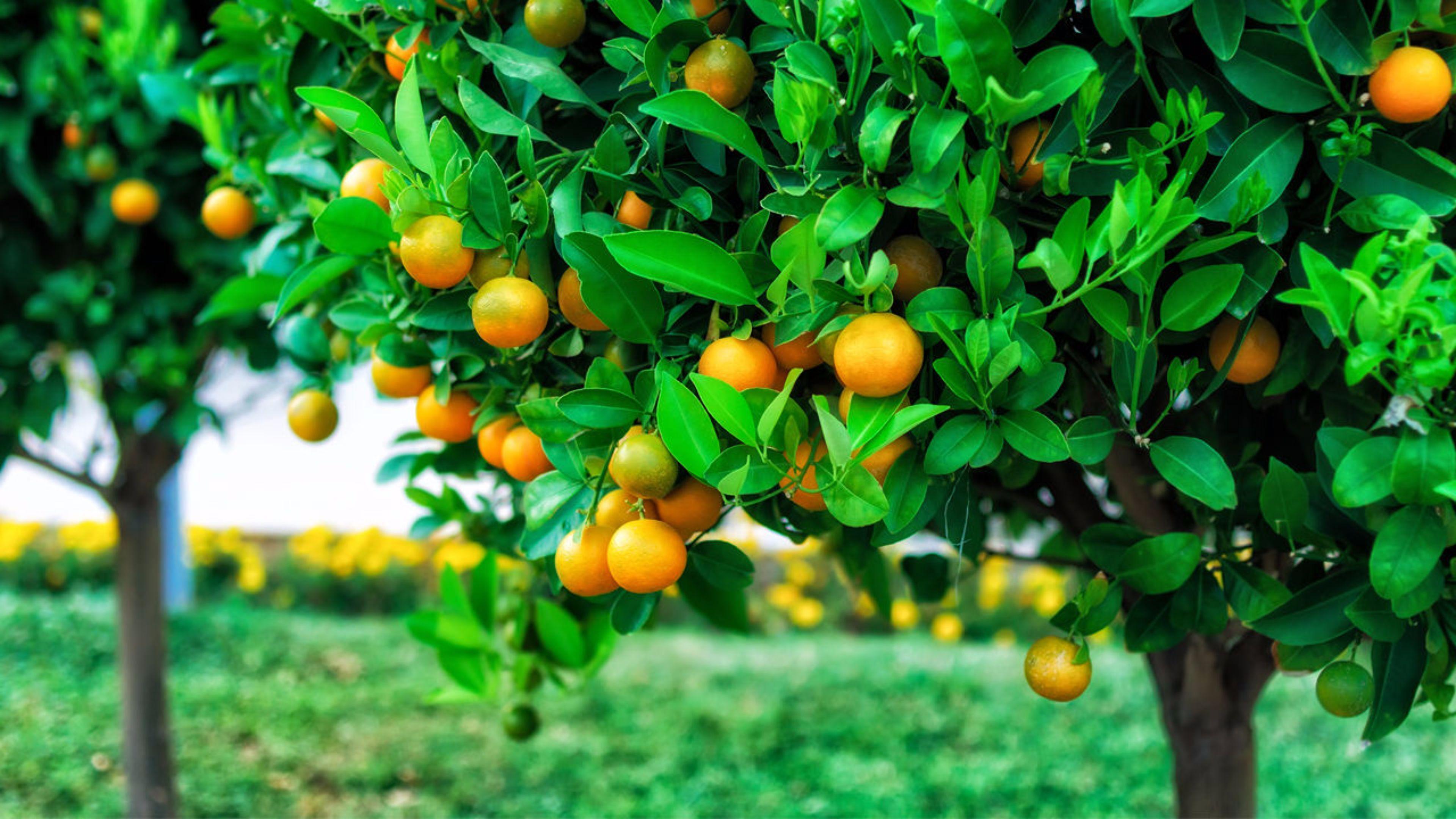 3840x2160 Fruits Trees Wallpaper