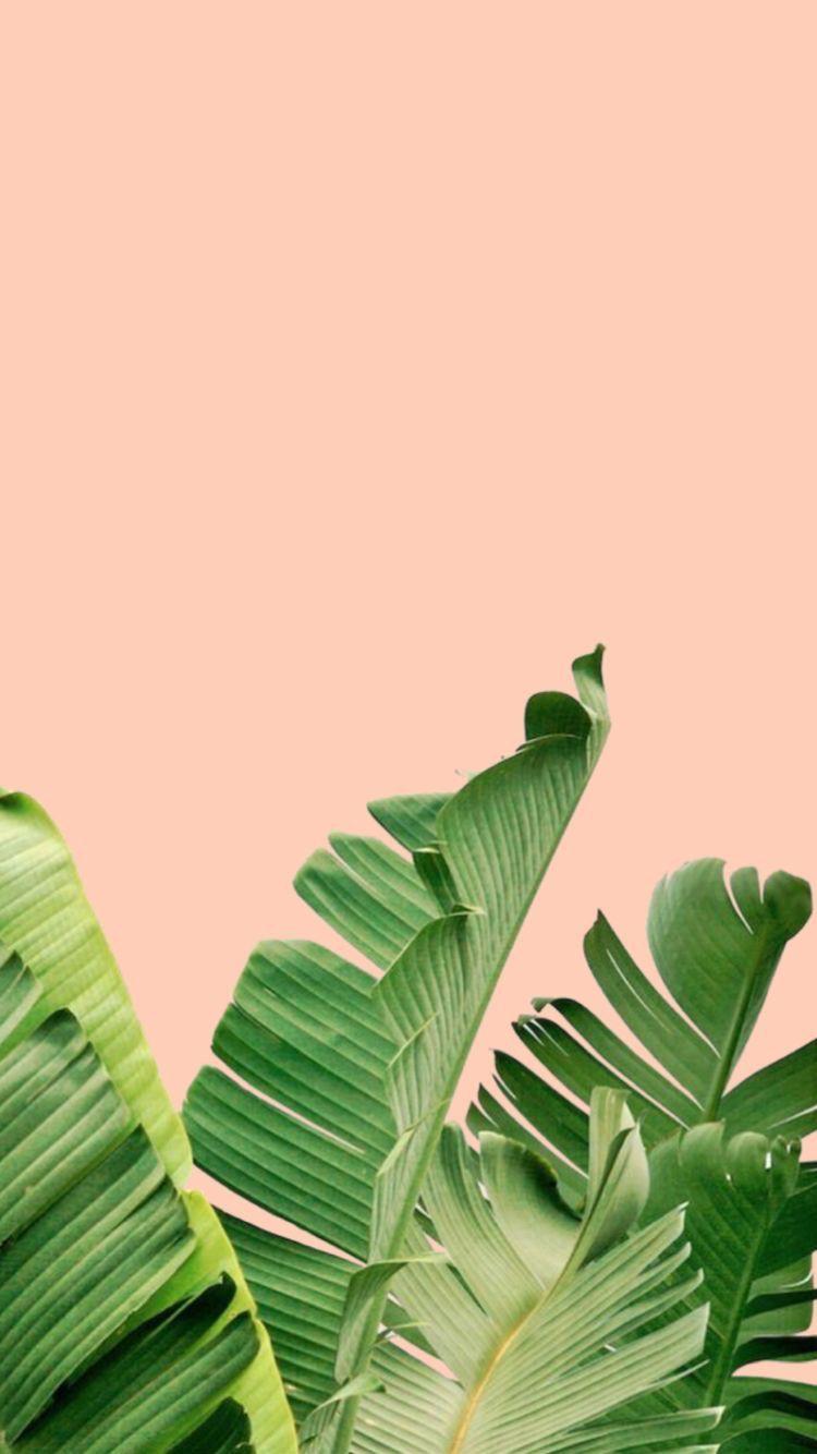 750x1334 leaves #peach #green #rose gold #spring. Palm trees wallpaper, Tree wallpaper iphone, Palm tree background