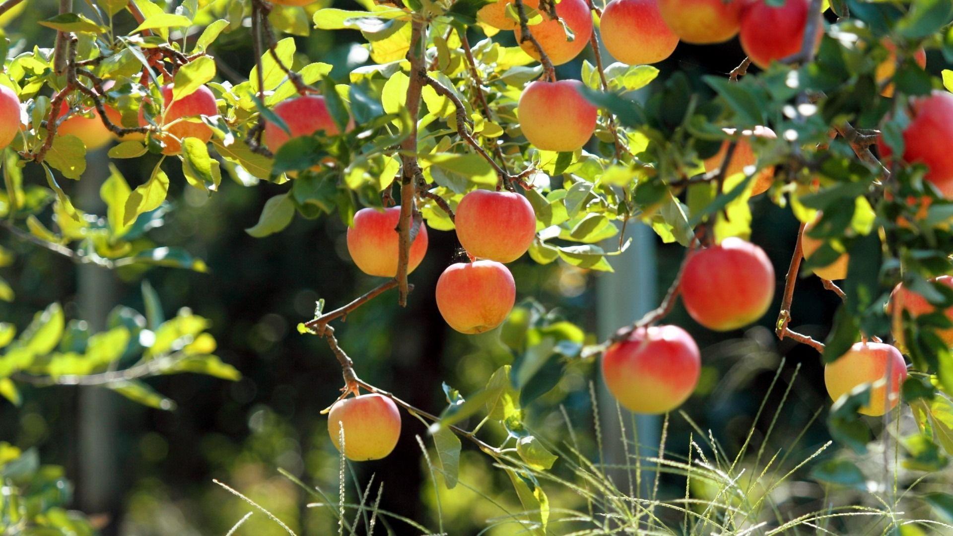 1920x1080 Download Best apple tree HD wallpaper 1080 Wallpaper & Image Free