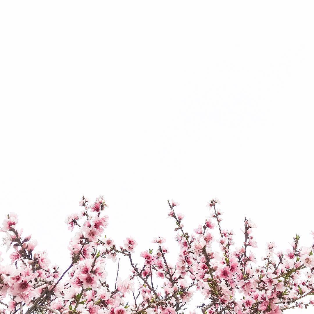 1080x1080 esselle™ by Sherry & Sandy on Instagram: “Have a relaxed sunday folks! Love that our peach tree is blooming so beautifull. Flowers, Peach trees, Floral watercolor
