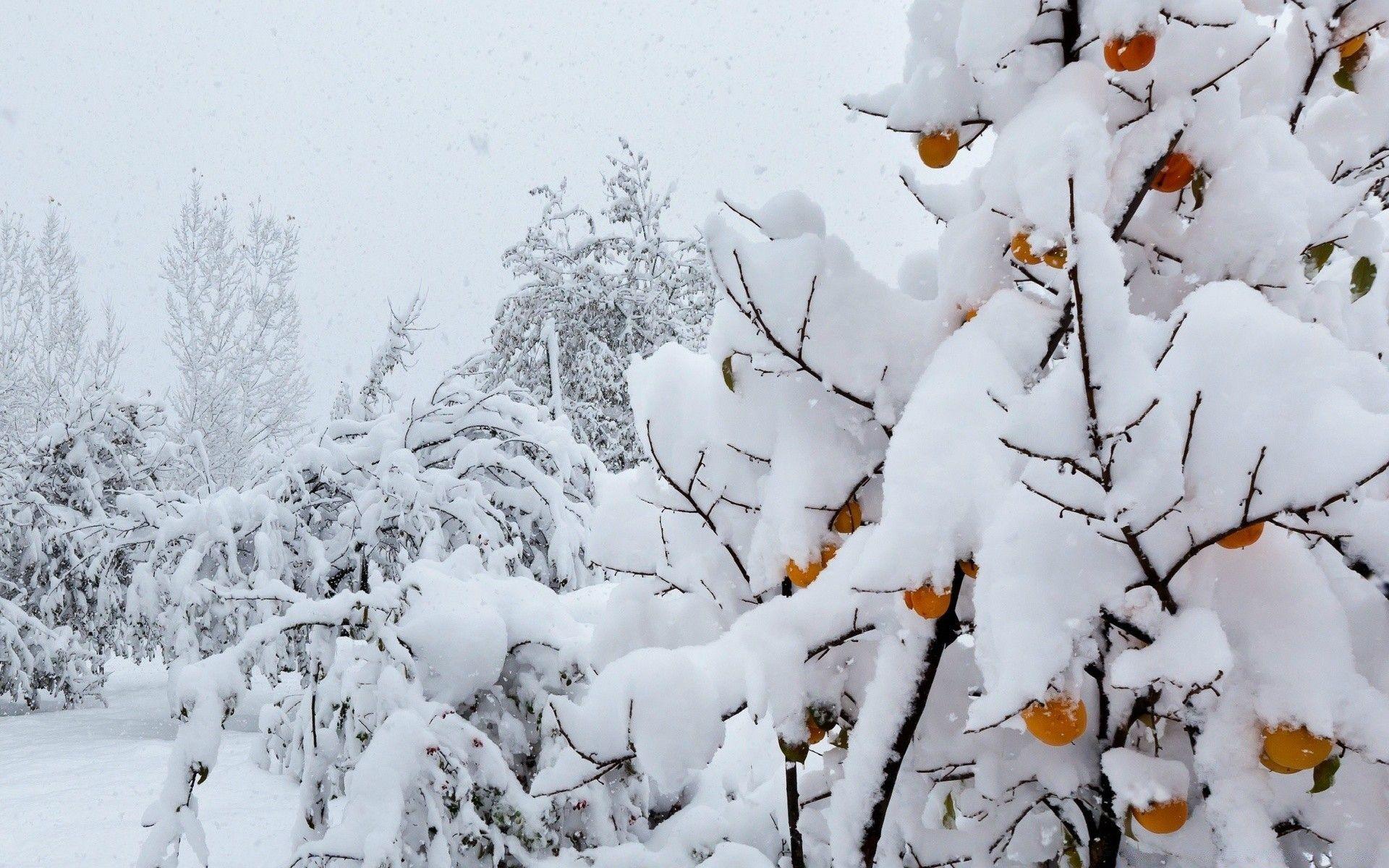1920x1200 Snow Covered Peach Tree