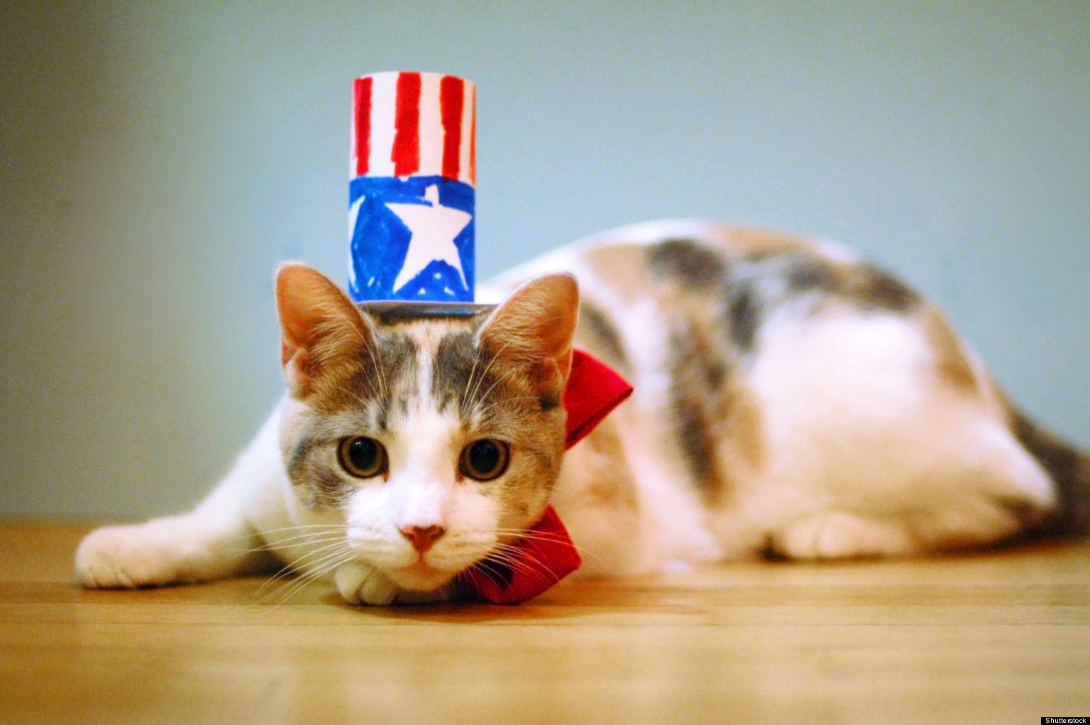 Burning cat. Patriotic Cat.