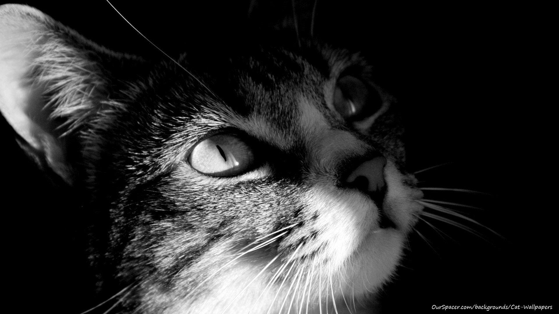 1920x1080 Black and white striped cat 1920x1080 wallpaper and background for myspace and twitter layouts