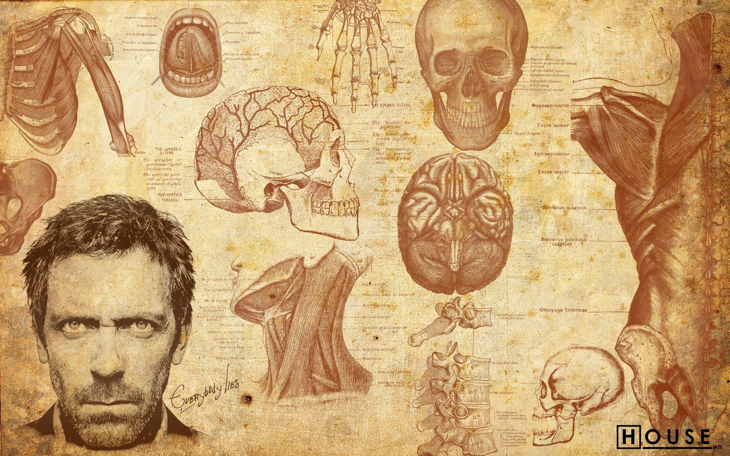 2560x1600 House Wallpaper On Background Anatomical Atlosa In House Wallpaper & Background Download