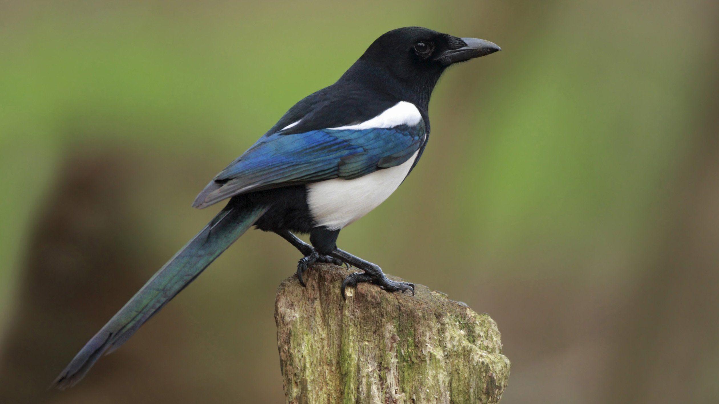 2520x1418 magpie Wallpaper HD / Desktop and Mobile Background