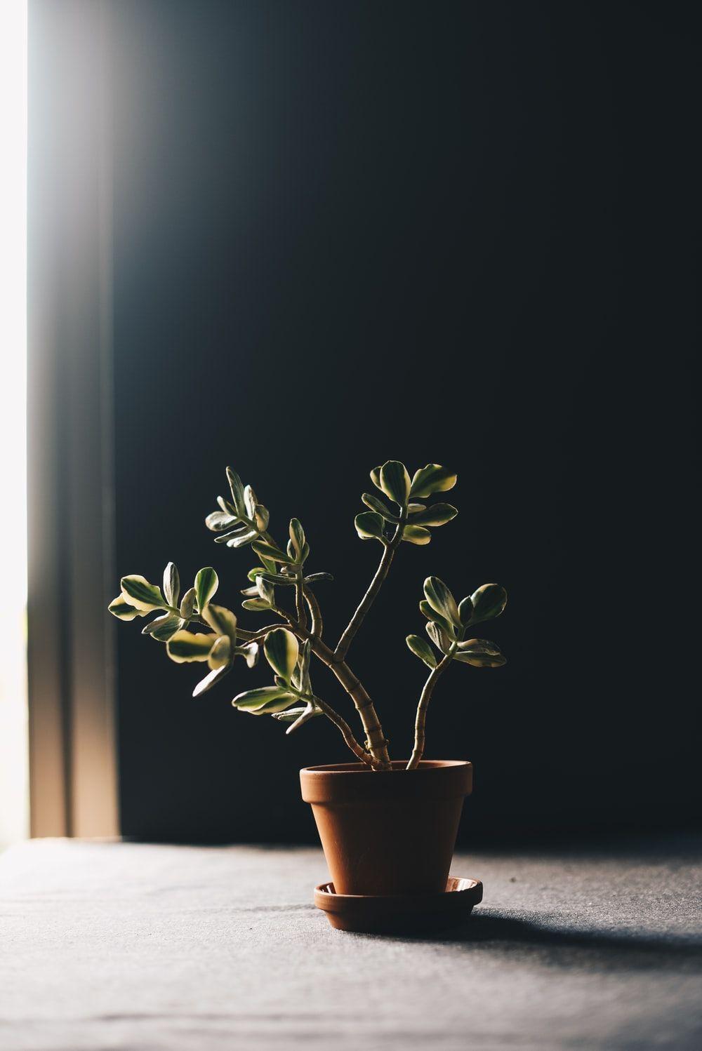 1000x1498 House Plant Picture [HD]. Download Free Image
