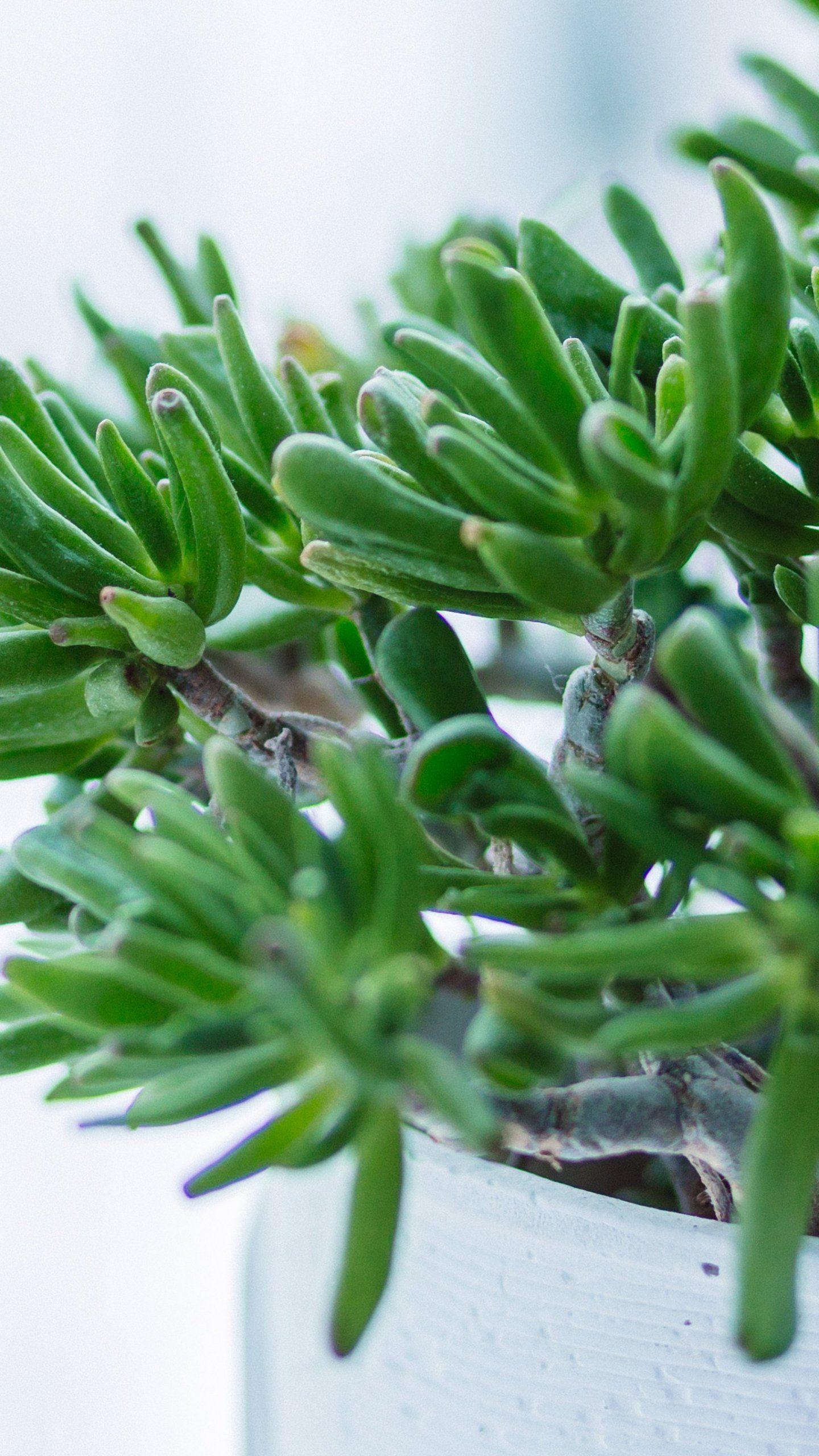 Gorgeous Quality Birth House Plant Photo Nature Gorgeous Quality Birth House Plant Photo Nature