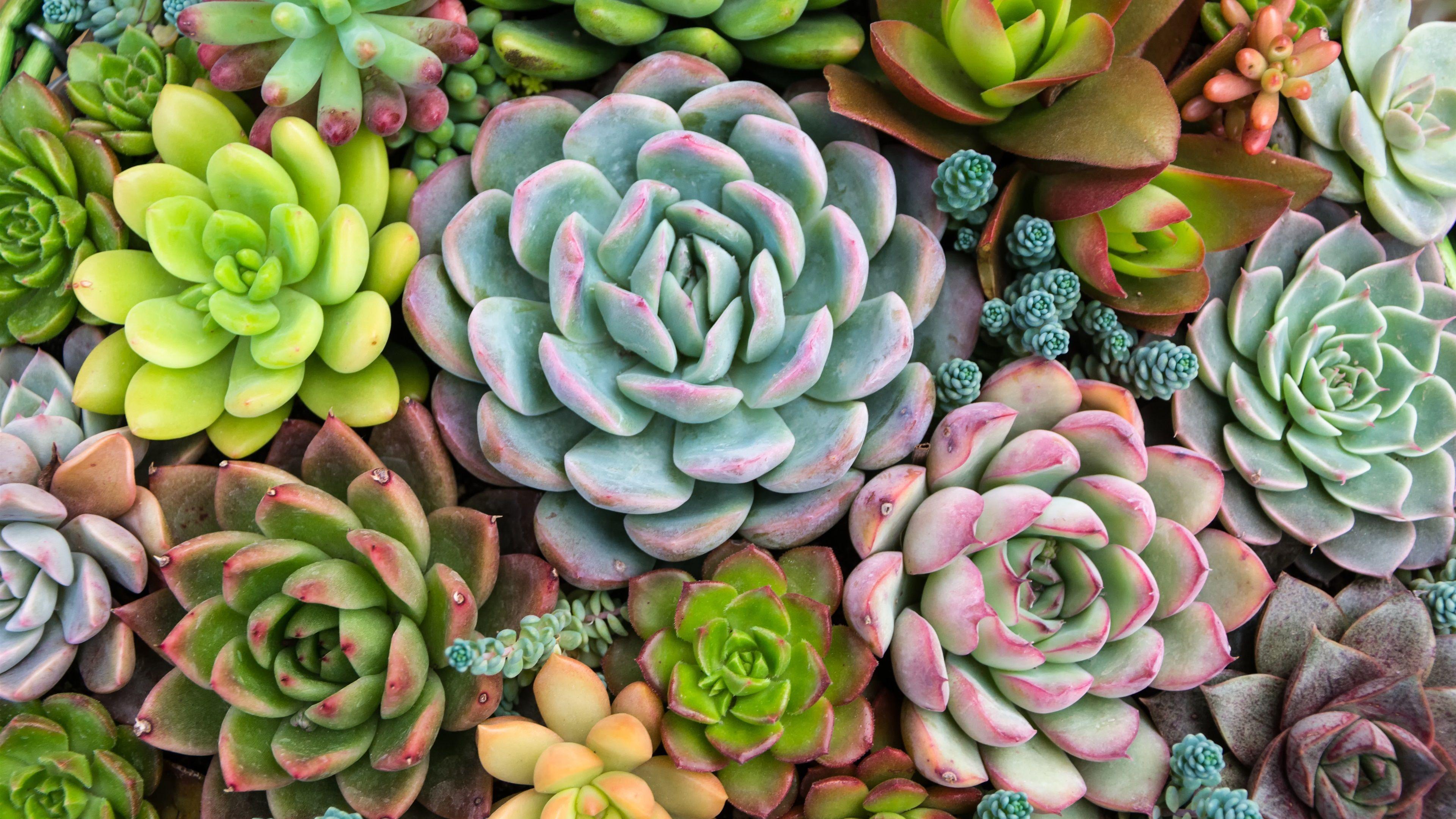 3840x2160 Plants, Succulents, Houseplants 1125x2436 IPhone 11 Pro XS X Wallpaper, Background, Picture, Image