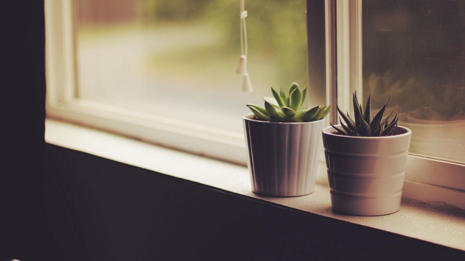 1600x900 Download wallpaper 1600x900 flower pots, window sill, indoor plants widescreen 16:9 HD background