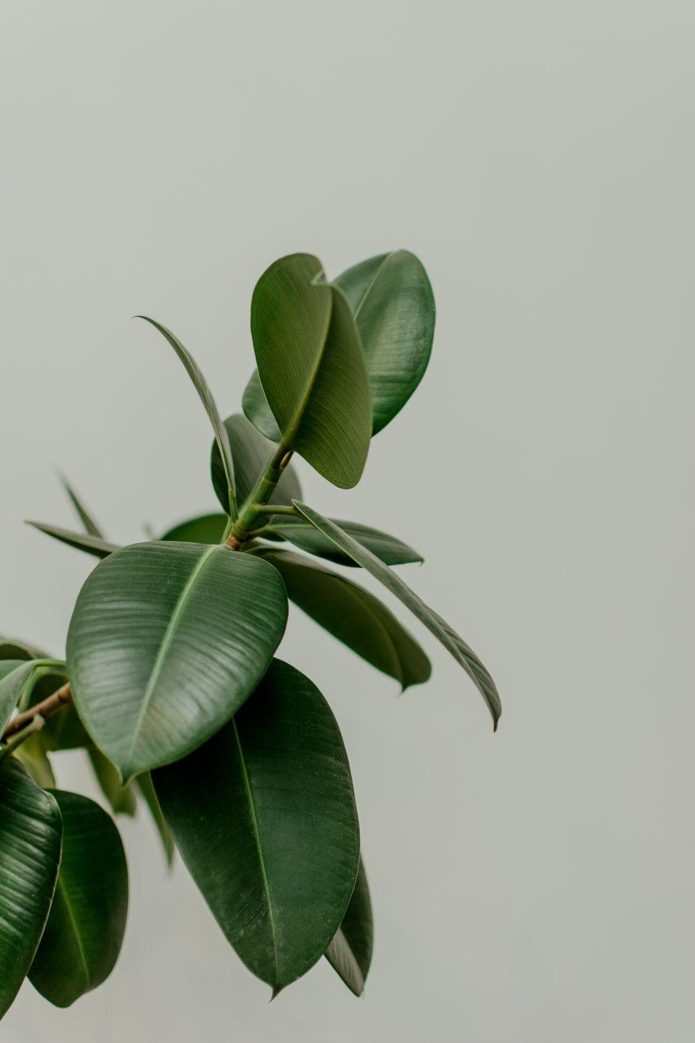 1000x1500 Indoor Plant Picture [HD]. Download Free Image