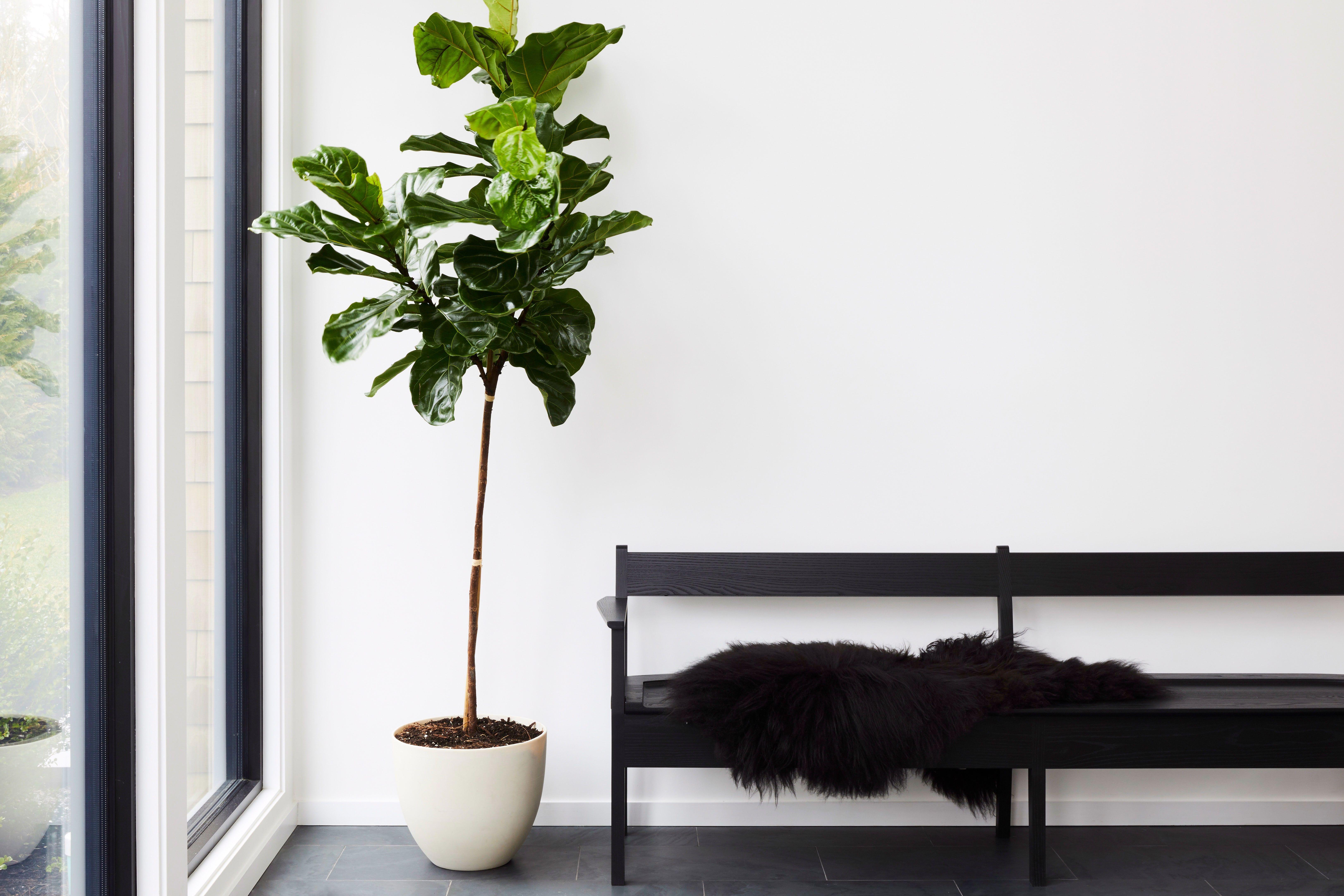 6499x4333 Among The Best Indoor Plants Is This Fiddleleaf Fern Interior Design HD Wallpaper