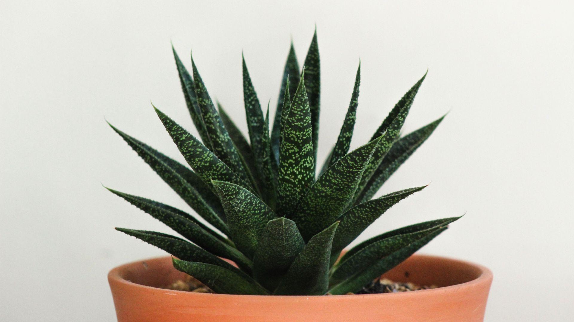 1920x1080 Desktop wallpaper house plant, cactus, leaf, basket, HD image, picture, background, b8419c