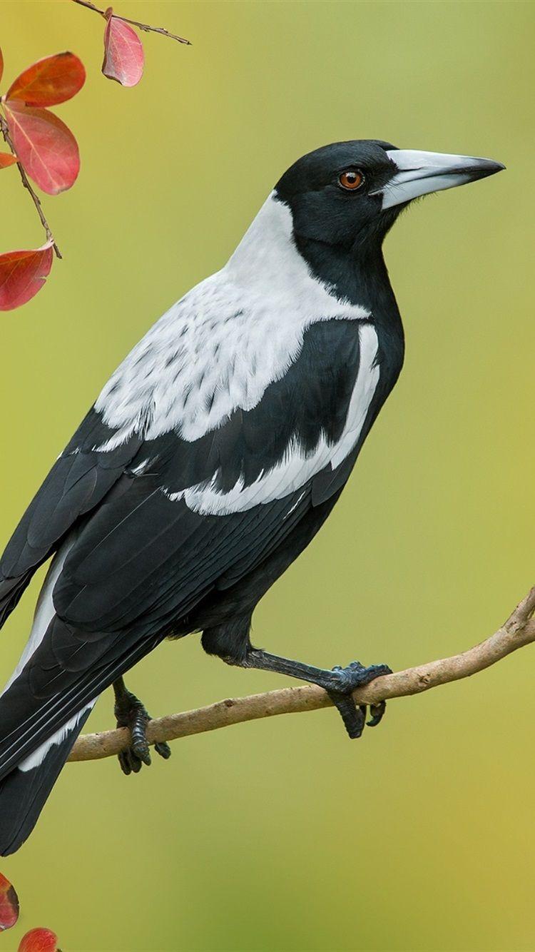 Magpie Wallpapers - Top Free Magpie Backgrounds - WallpaperAccess