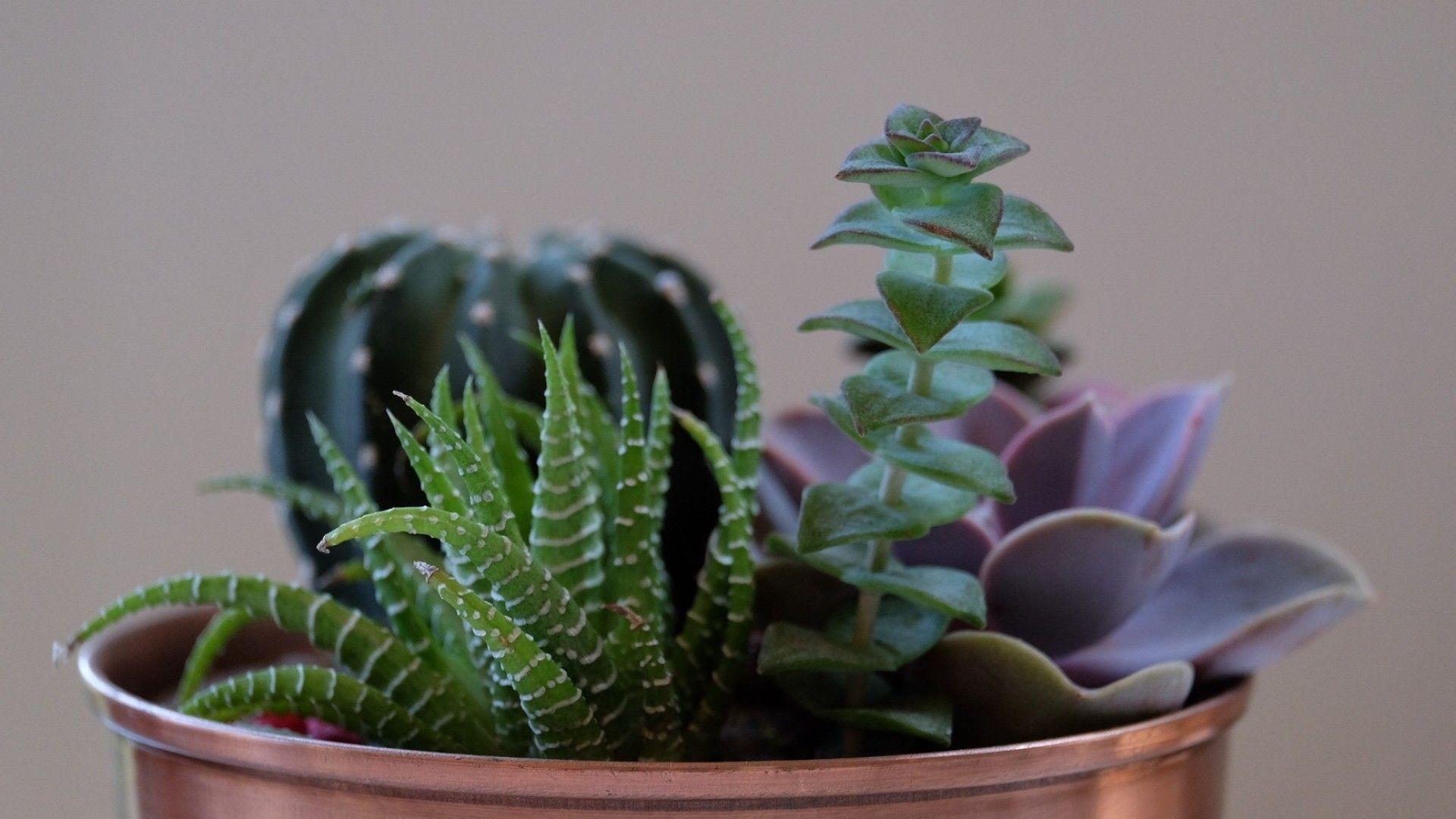 1920x1080 Wallpaper Succulent Plant, Flowers, Pot, Houseplant HD Succulent Pot